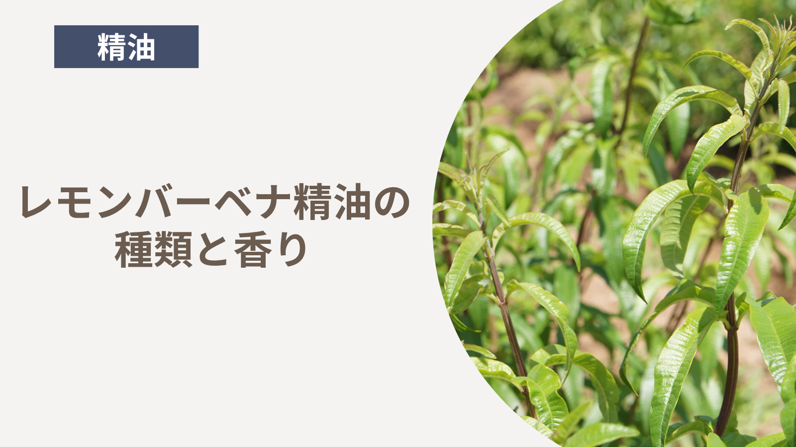 レモンバーベナ精油の種類と香り