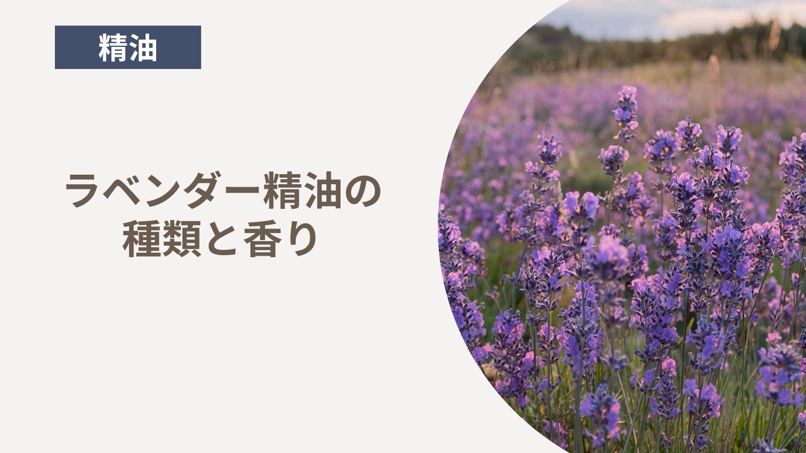 天然アロマで快眠|ラベンダー精油5種類の香りの違いと選び方
