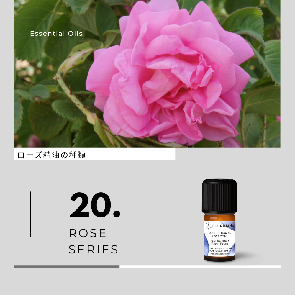 ローズ精油の種類と香り