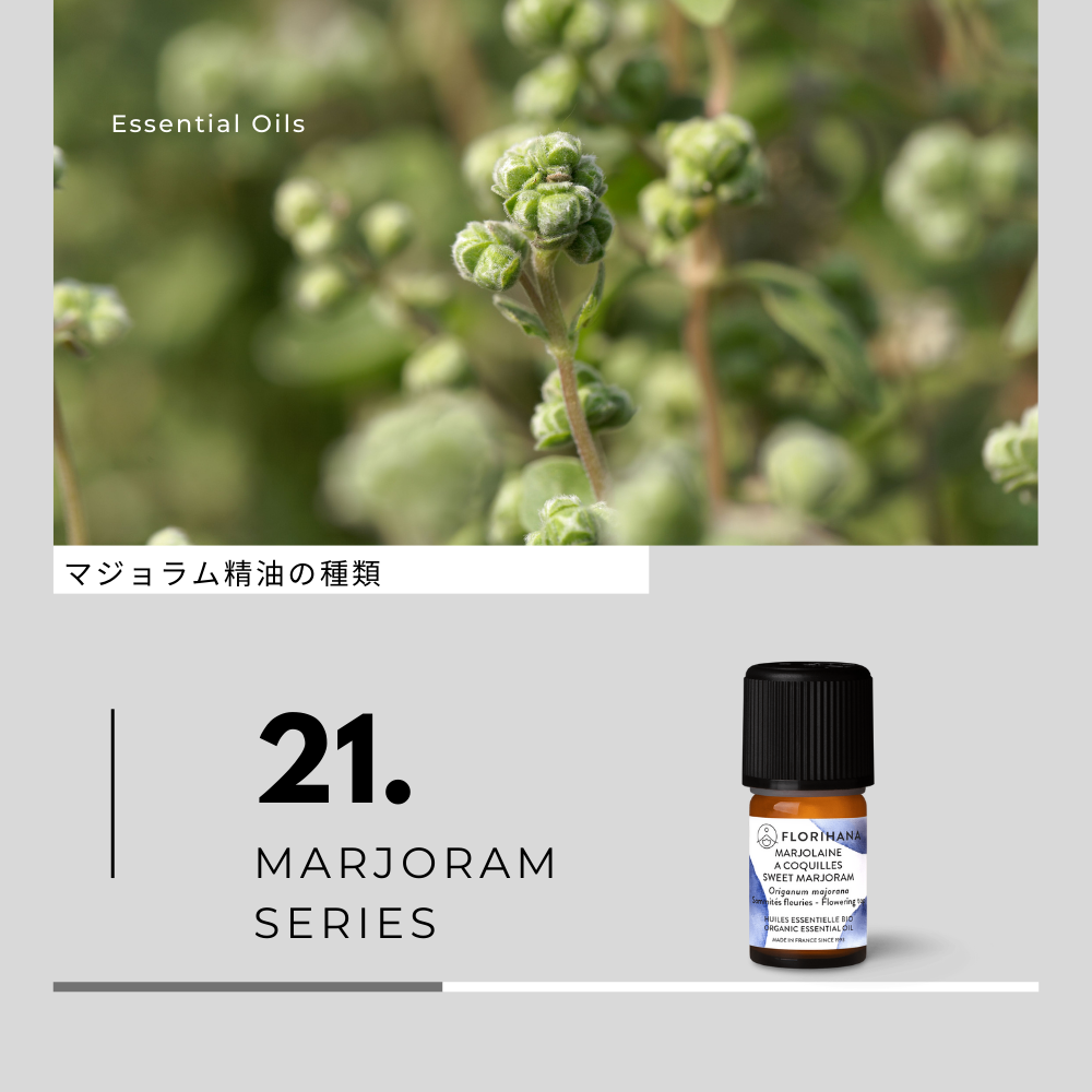 マジョラム精油の種類と香り