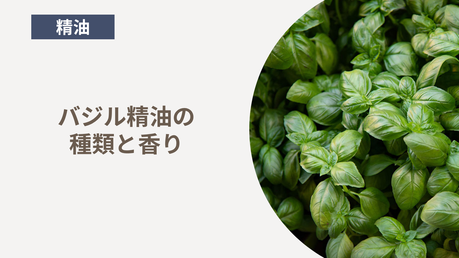 バジル精油の種類と香り