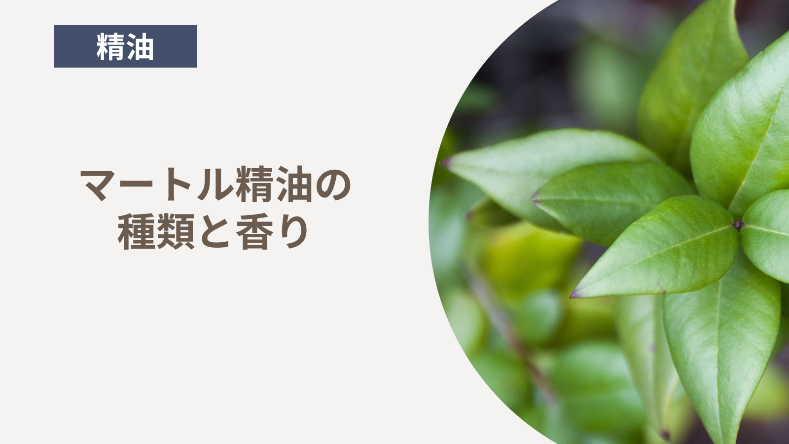 マートル精油の種類と香り