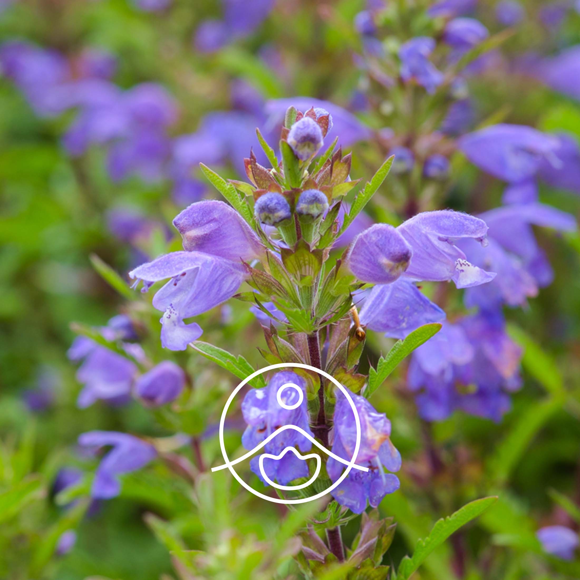 ドラゴンヘッド モルドバ・オーガニック【エッセンシャルオイル/精油】 - フロリハナ FLORIHANA - 【公式オンラインショップ】