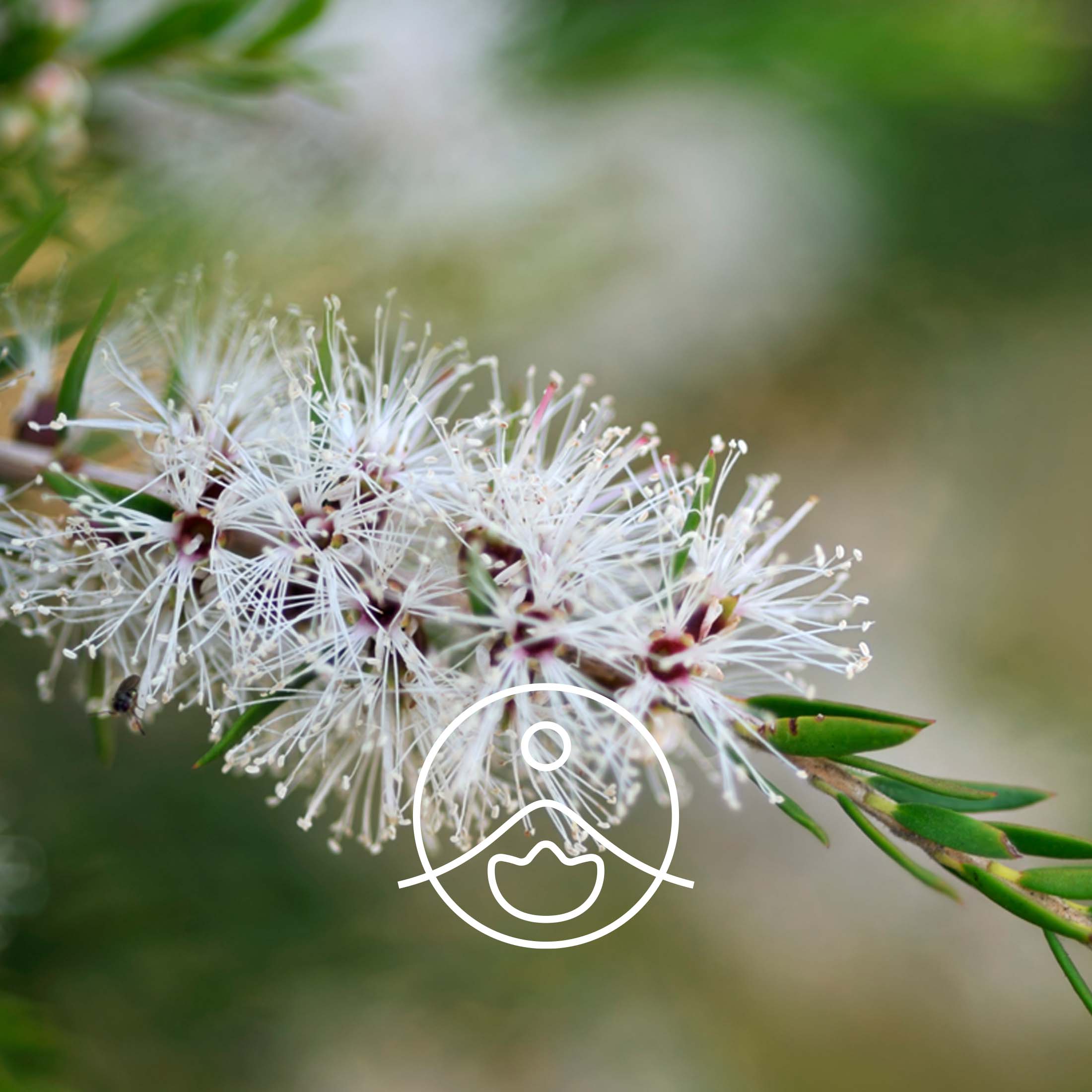 カユプテ・オーガニック【エッセンシャルオイル/精油】 - フロリハナ FLORIHANA - 【公式オンラインショップ】