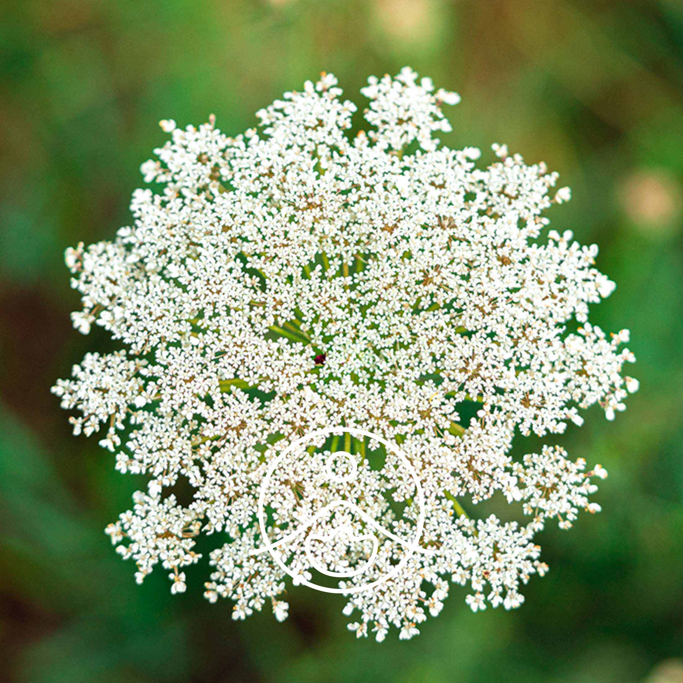 キャロットシード・オーガニック【エッセンシャルオイル/精油】 - フロリハナ FLORIHANA - 【公式オンラインショップ】