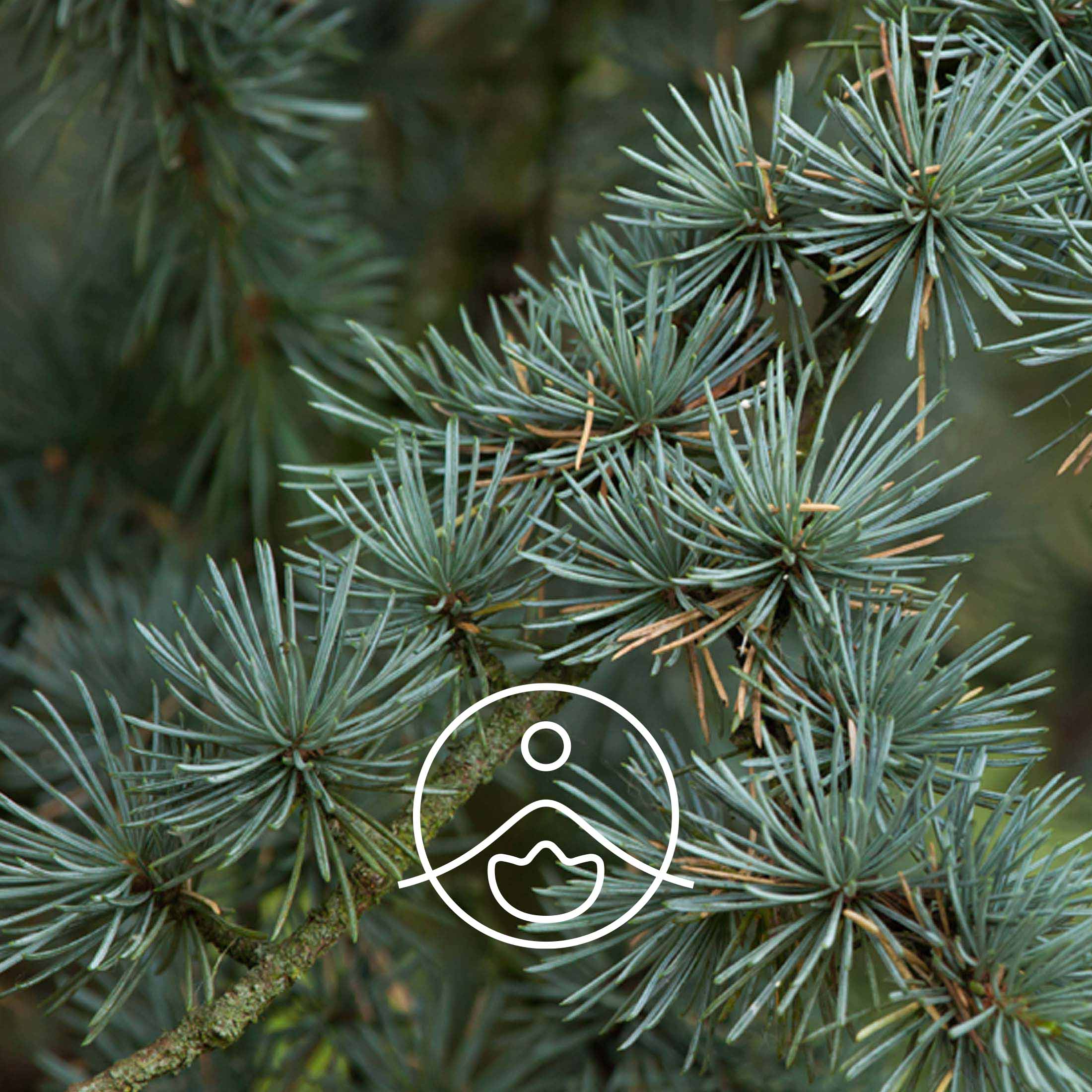 シダーウッド・オーガニック【エッセンシャルオイル/精油】 - フロリハナ FLORIHANA - 【公式オンラインショップ】