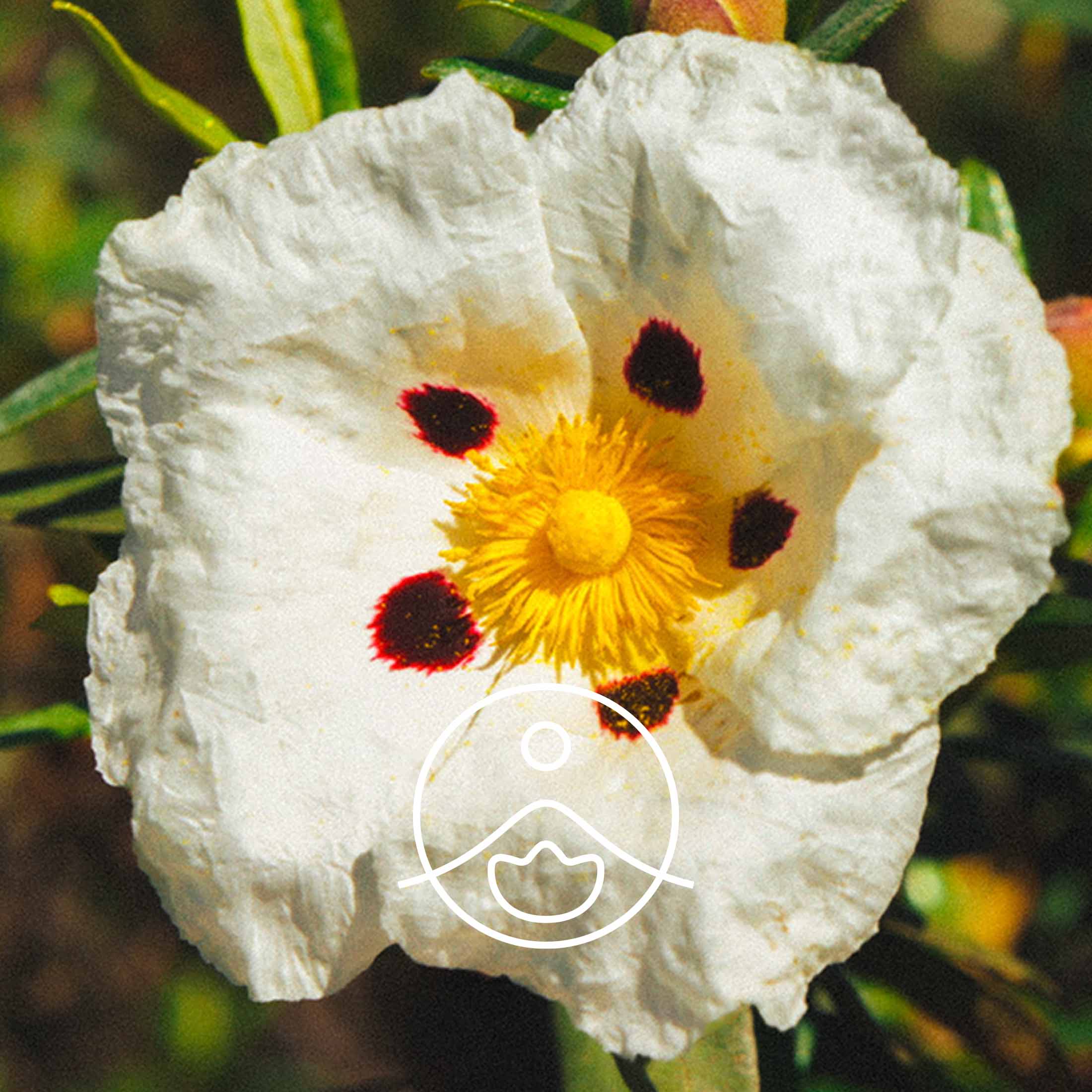 ロックローズ・オーガニック【エッセンシャルオイル/精油】 - フロリハナ FLORIHANA - 【公式オンラインショップ】