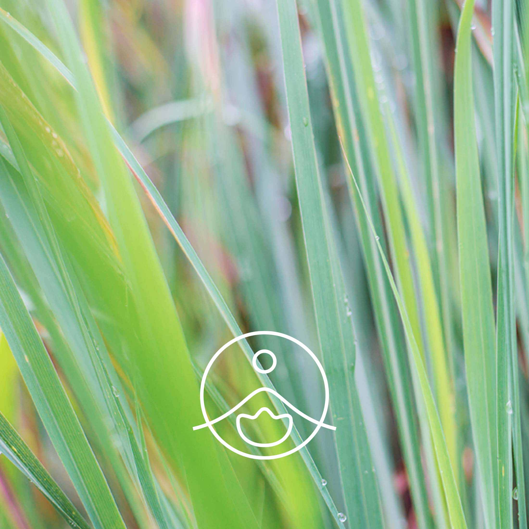 シトロネラ・オーガニック【エッセンシャルオイル/精油】 - フロリハナ FLORIHANA - 【公式オンラインショップ】