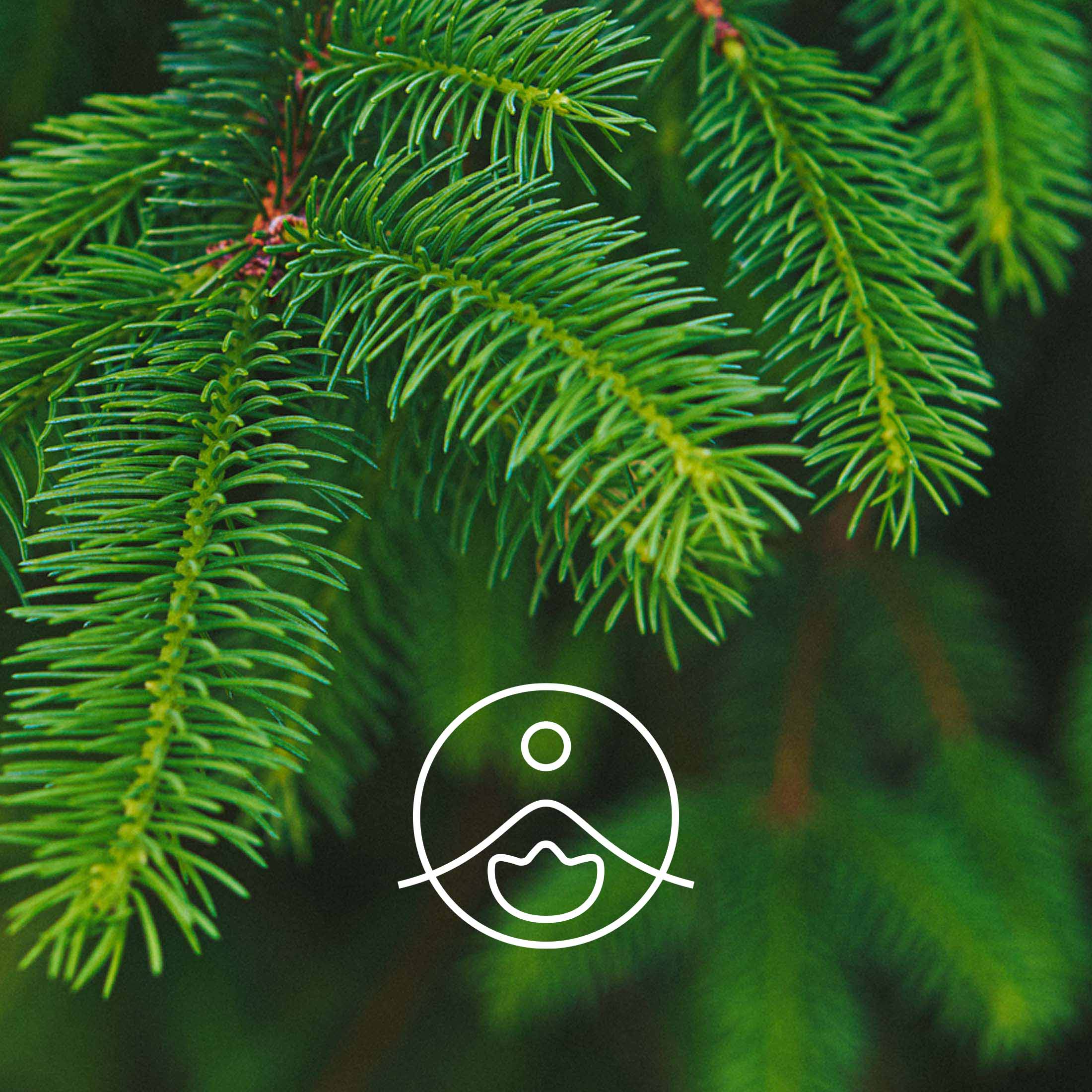 コモンスプルース・オーガニック【エッセンシャルオイル/精油】 - フロリハナ FLORIHANA - 【公式オンラインショップ】