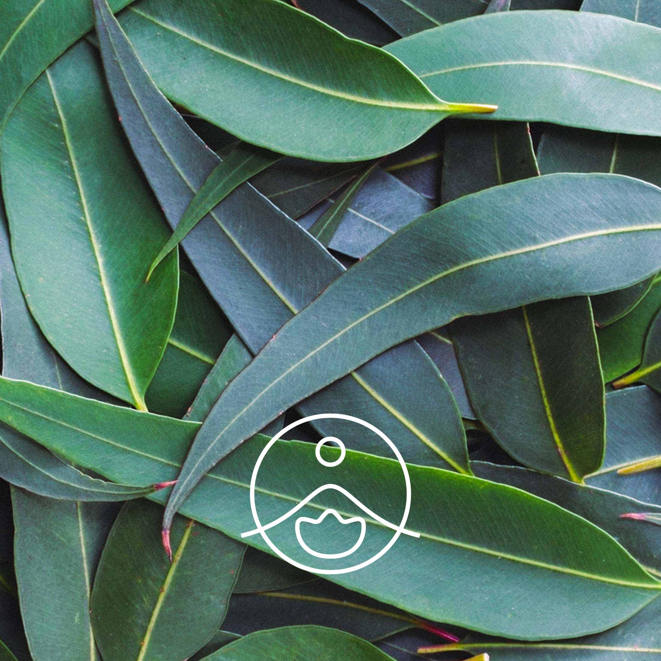 ユーカリグロブルス精油・オーガニック