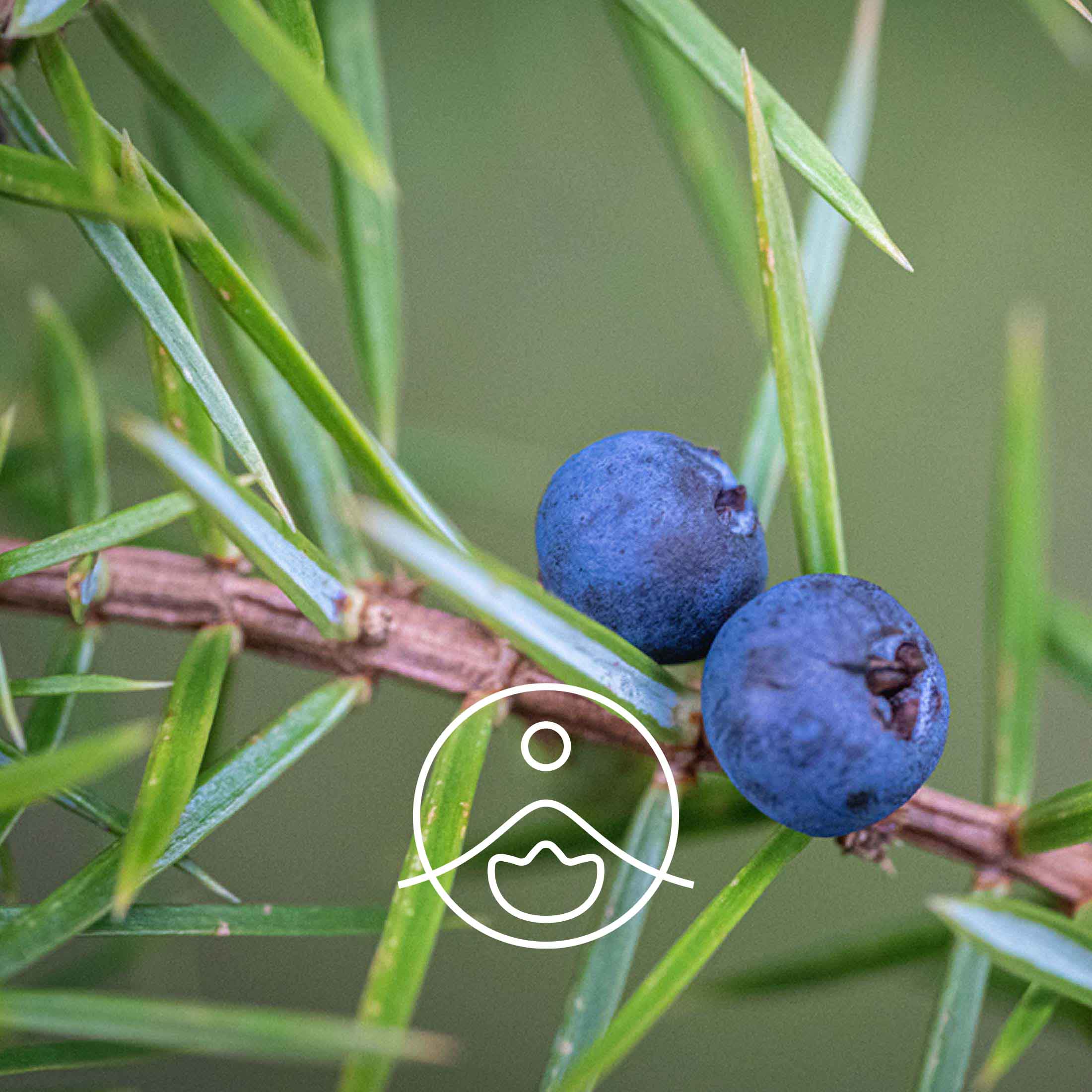 ジュニパーベリー・オーガニック【エッセンシャルオイル/精油】 - フロリハナ FLORIHANA - 【公式オンラインショップ】