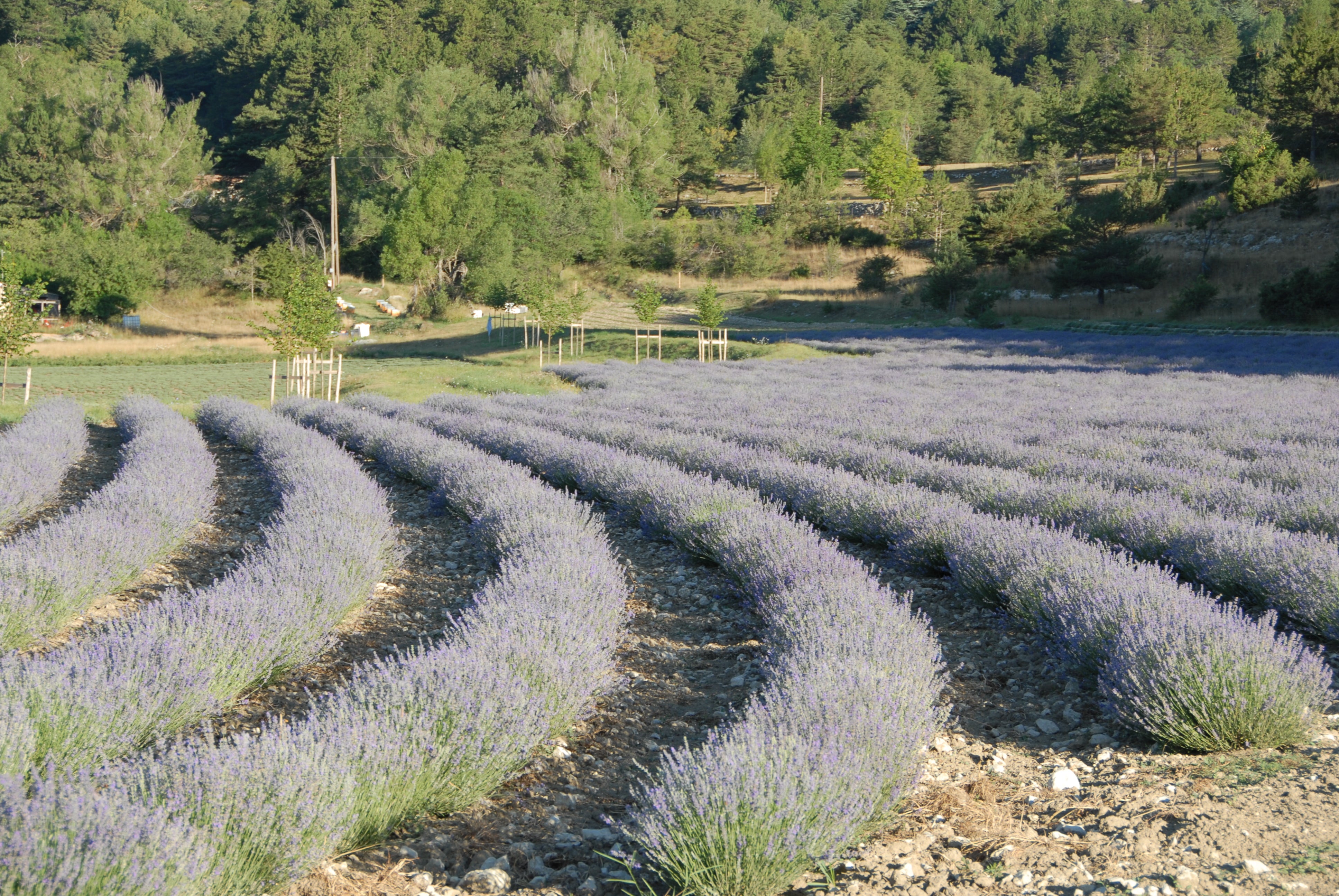 ラベンダー精油
