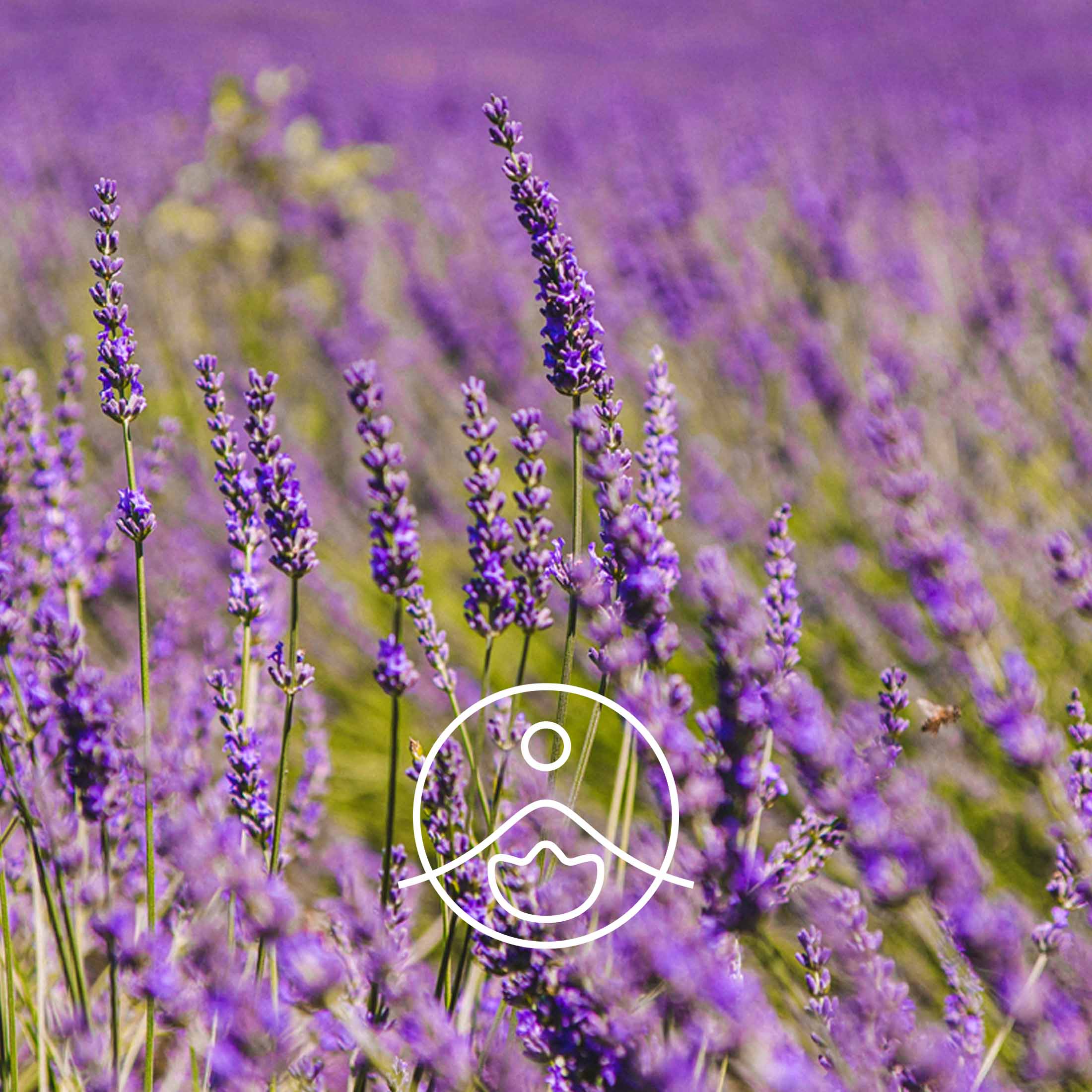 ラバンジンスーパー・オーガニック【エッセンシャルオイル/精油】 - フロリハナ FLORIHANA - 【公式オンラインショップ】