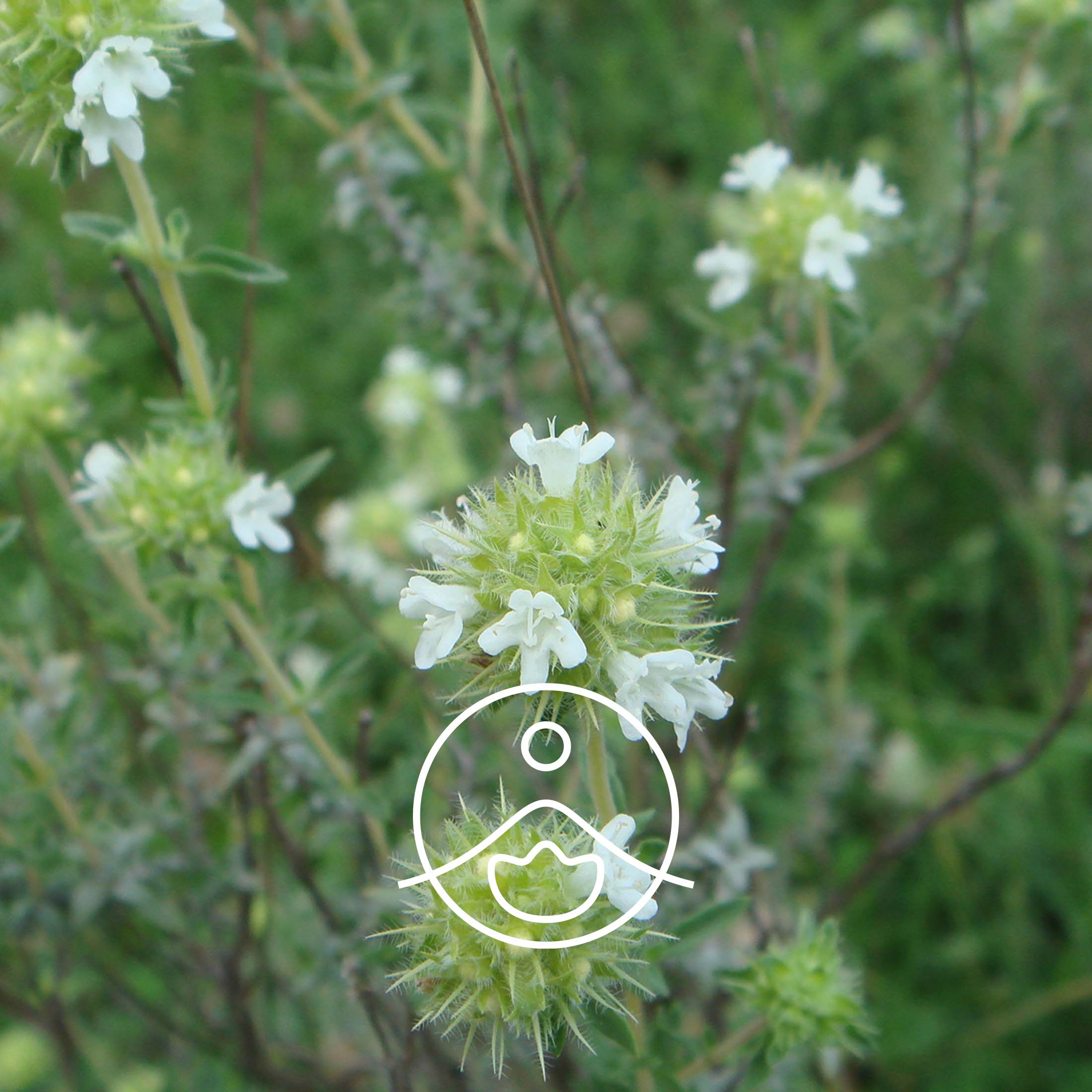 スパニッシュマジョラム・オーガニック【エッセンシャルオイル/精油】 - フロリハナ FLORIHANA - 【公式オンラインショップ】