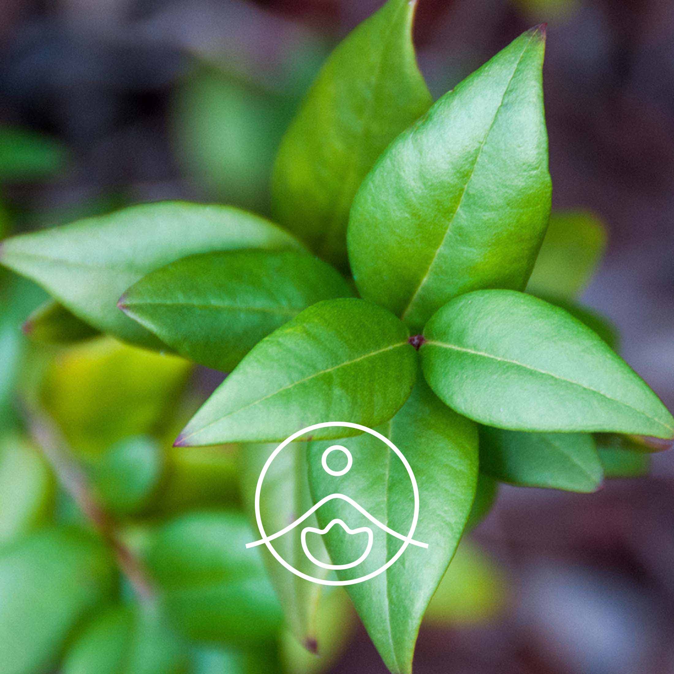 グリーンマートル・オーガニック【エッセンシャルオイル/精油】 - フロリハナ FLORIHANA - 【公式オンラインショップ】