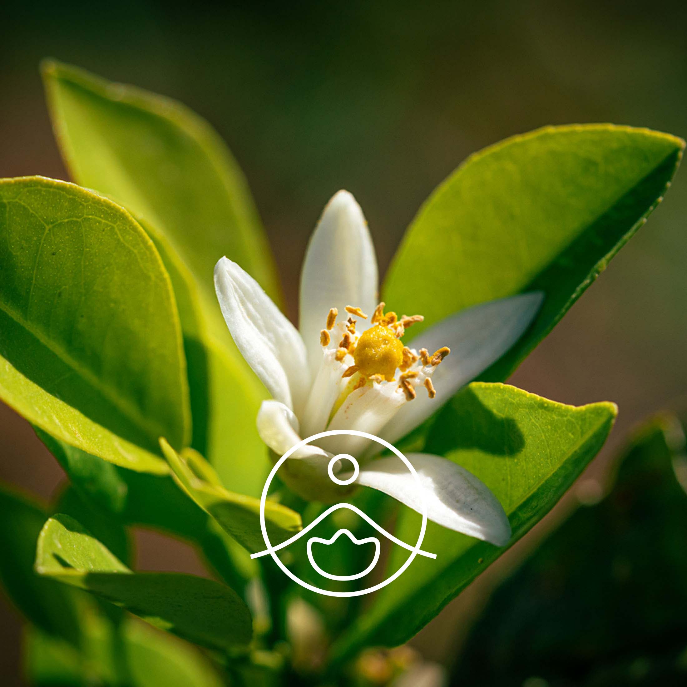 ネロリ・オーガニック【エッセンシャルオイル/精油】 - フロリハナ FLORIHANA - 【公式オンラインショップ】