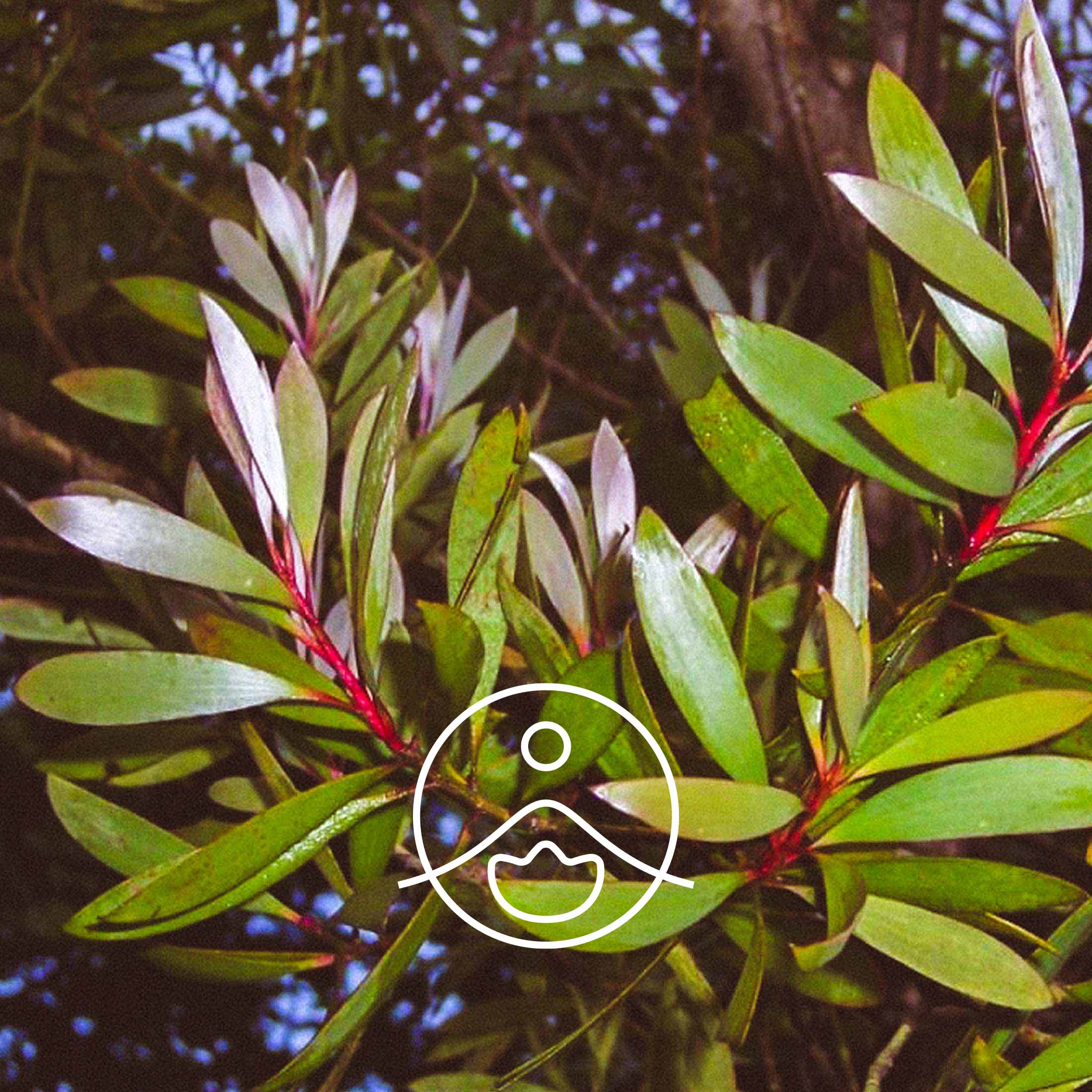 ニアウリ・オーガニック【エッセンシャルオイル/精油】 - フロリハナ FLORIHANA - 【公式オンラインショップ】