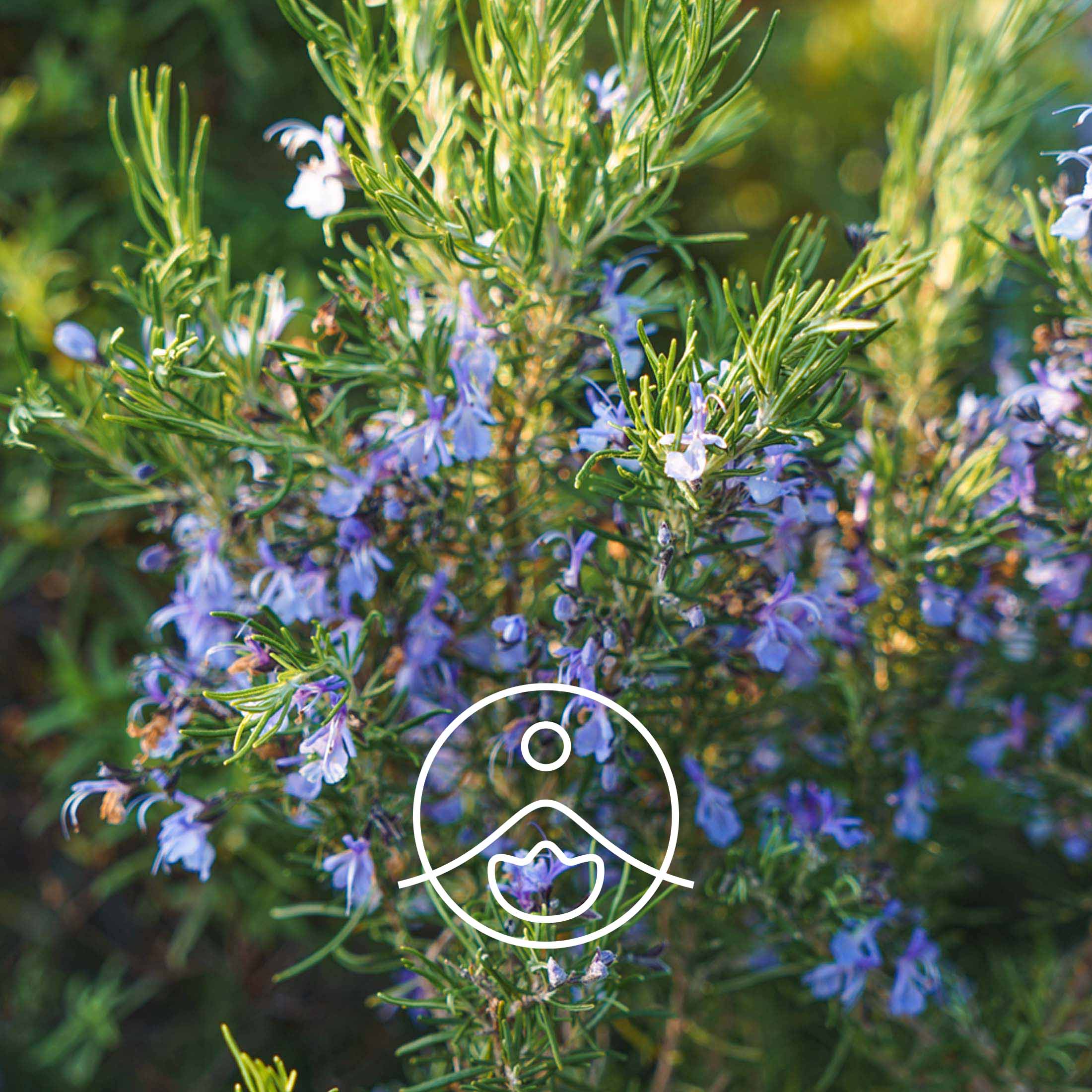 ローズマリーカンファー・オーガニック【エッセンシャルオイル/精油】 - フロリハナ FLORIHANA - 【公式オンラインショップ】