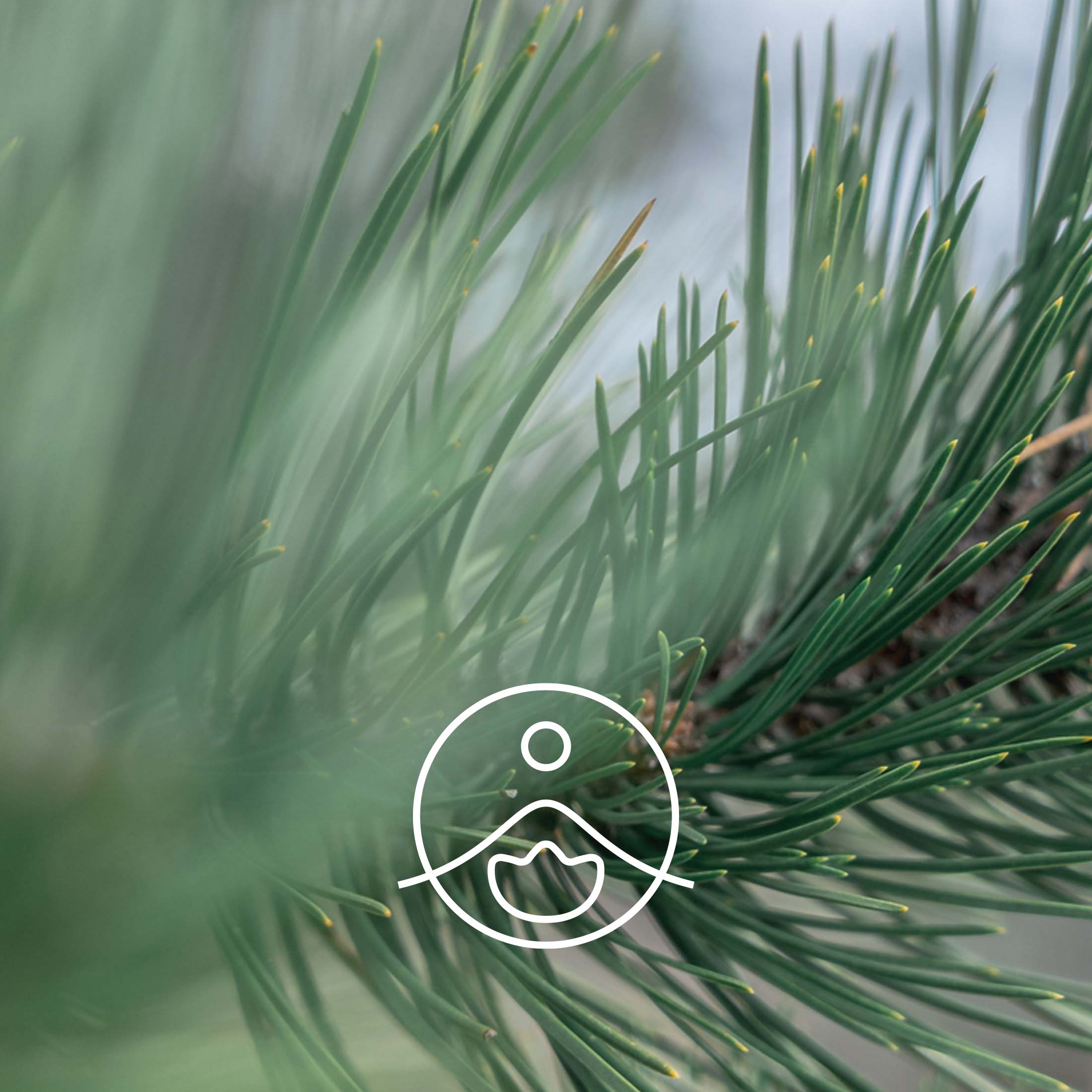 シルバーファー(ホワイトファー)・オーガニック【エッセンシャルオイル/精油】 - フロリハナ FLORIHANA - 【公式オンラインショップ】