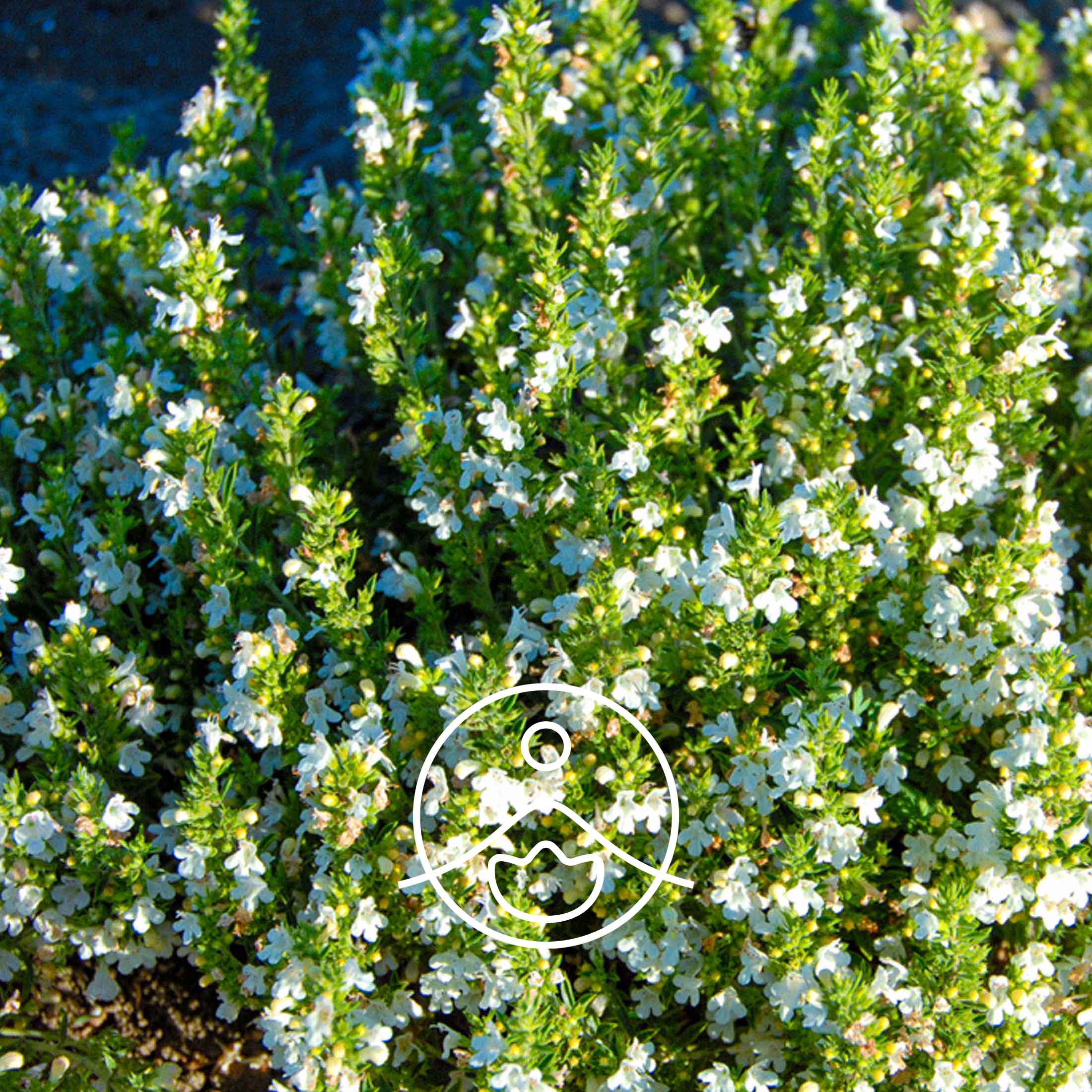 セイボリー・オーガニック【エッセンシャルオイル/精油】 - フロリハナ FLORIHANA - 【公式オンラインショップ】