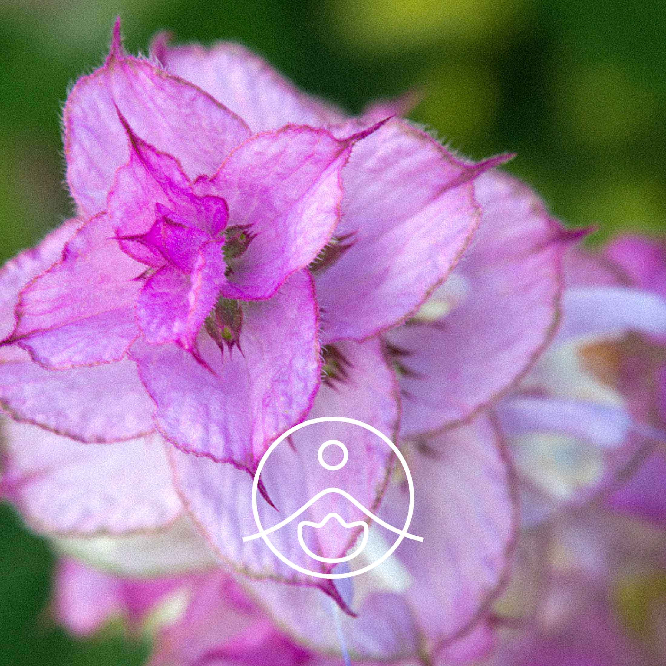 クラリセージ・オーガニック【エッセンシャルオイル/精油】 - フロリハナ FLORIHANA - 【公式オンラインショップ】