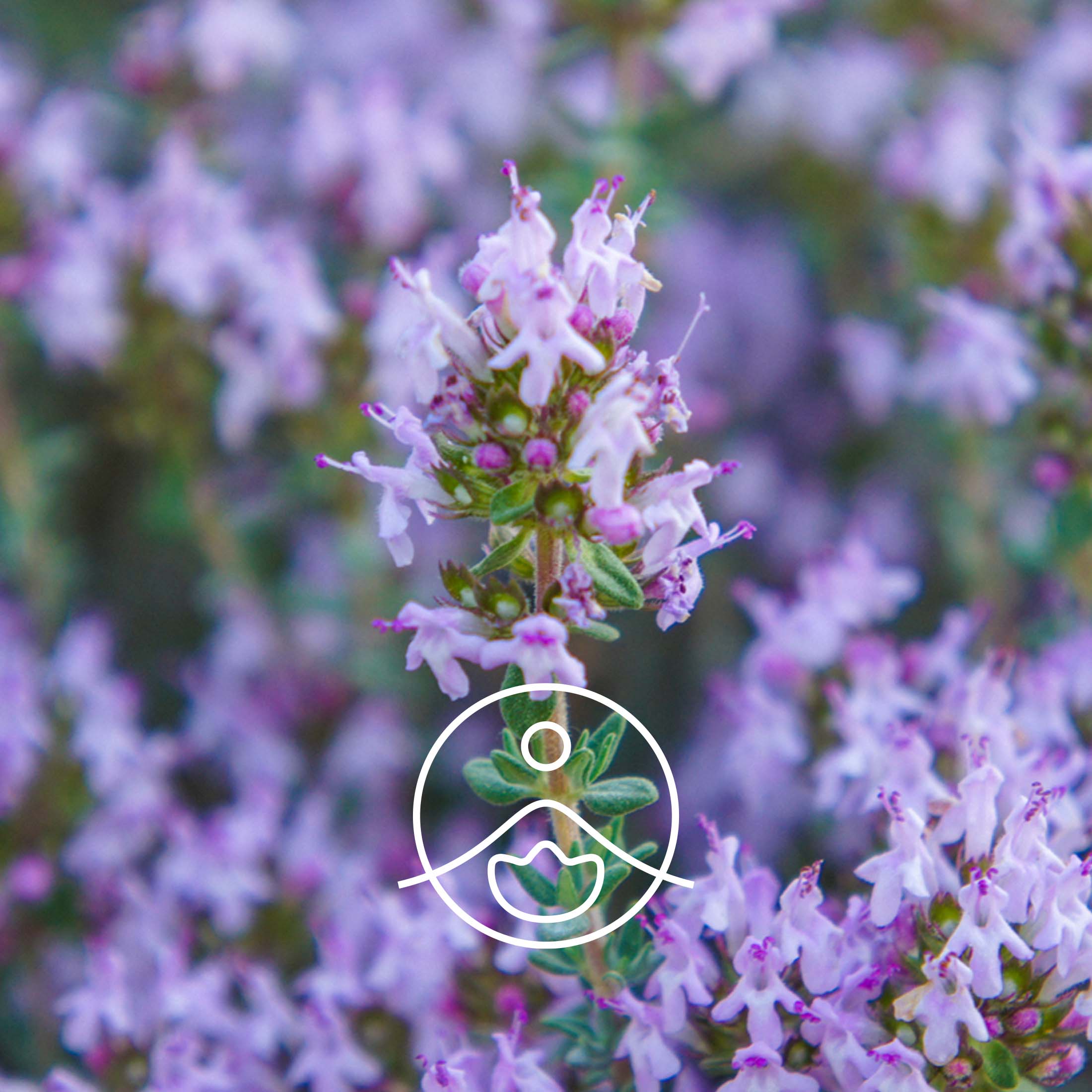 タイムチモール・オーガニック【エッセンシャルオイル/精油】 - フロリハナ FLORIHANA - 【公式オンラインショップ】