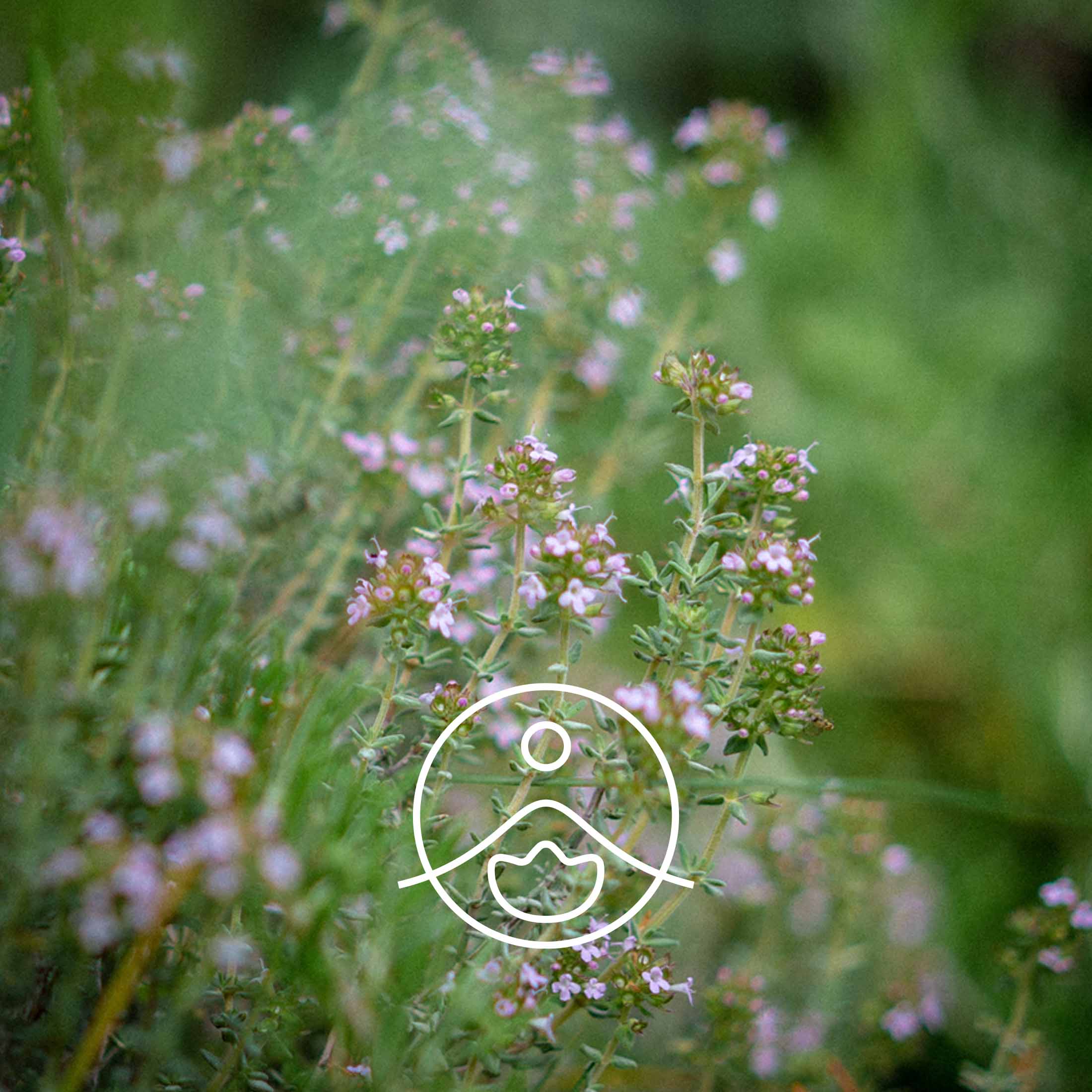 タイムリナロール・オーガニック【エッセンシャルオイル/精油】 - フロリハナ FLORIHANA - 【公式オンラインショップ】