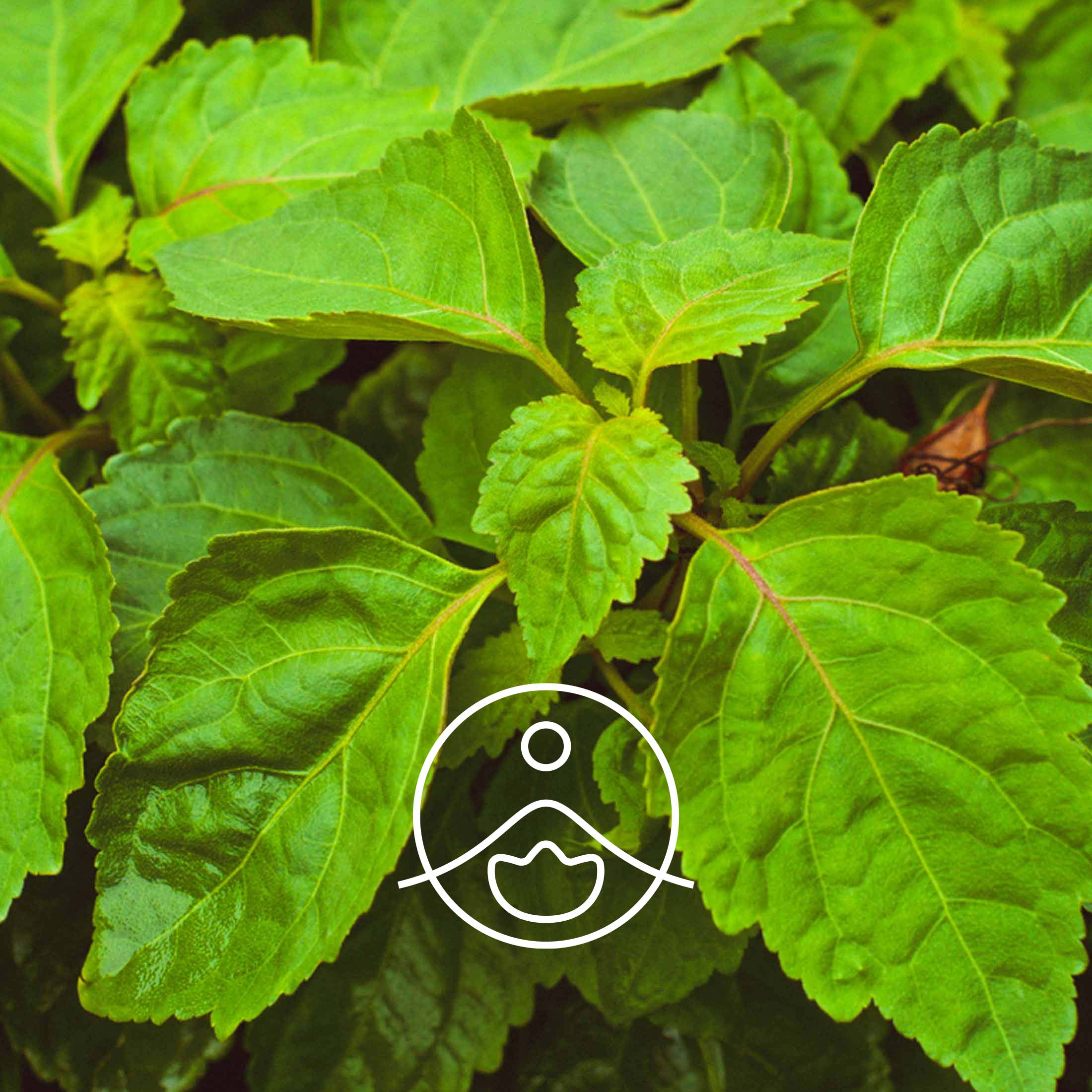 パチョリ・オーガニック【エッセンシャルオイル/精油】 - フロリハナ FLORIHANA - 【公式オンラインショップ】