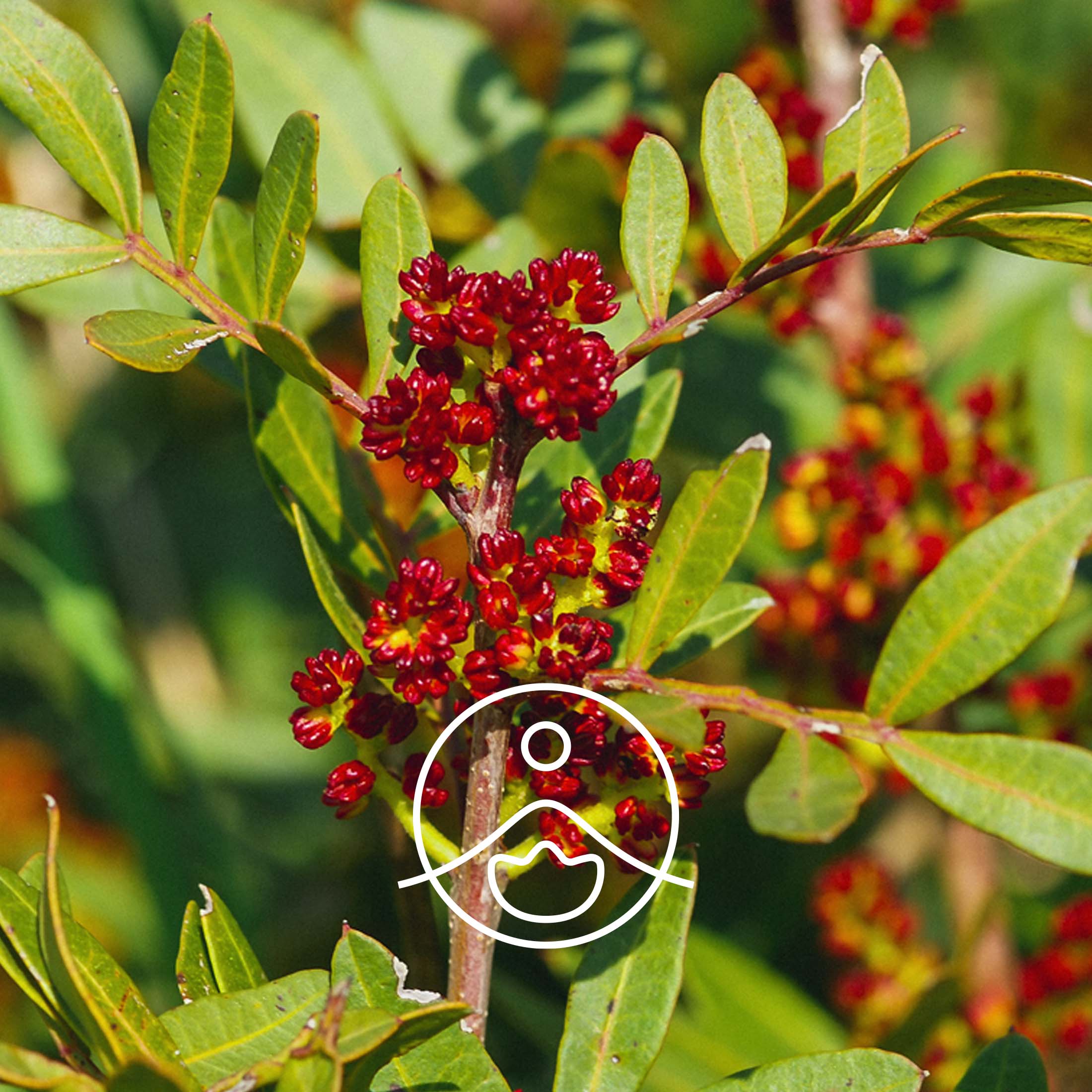 マスティクス・オーガニック【エッセンシャルオイル/精油】 - フロリハナ FLORIHANA - 【公式オンラインショップ】