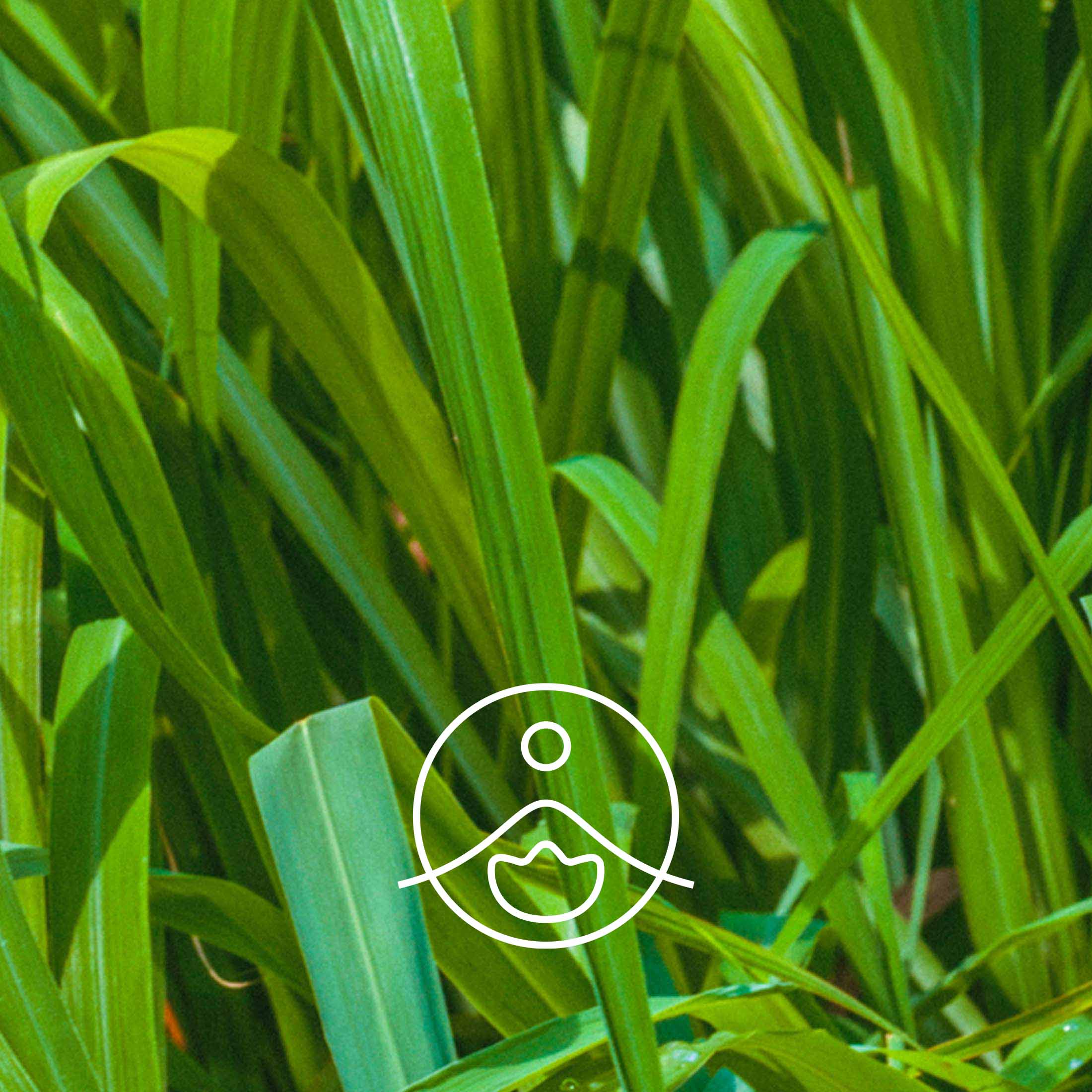 パルマローザ・オーガニック【エッセンシャルオイル/精油】 - フロリハナ FLORIHANA - 【公式オンラインショップ】