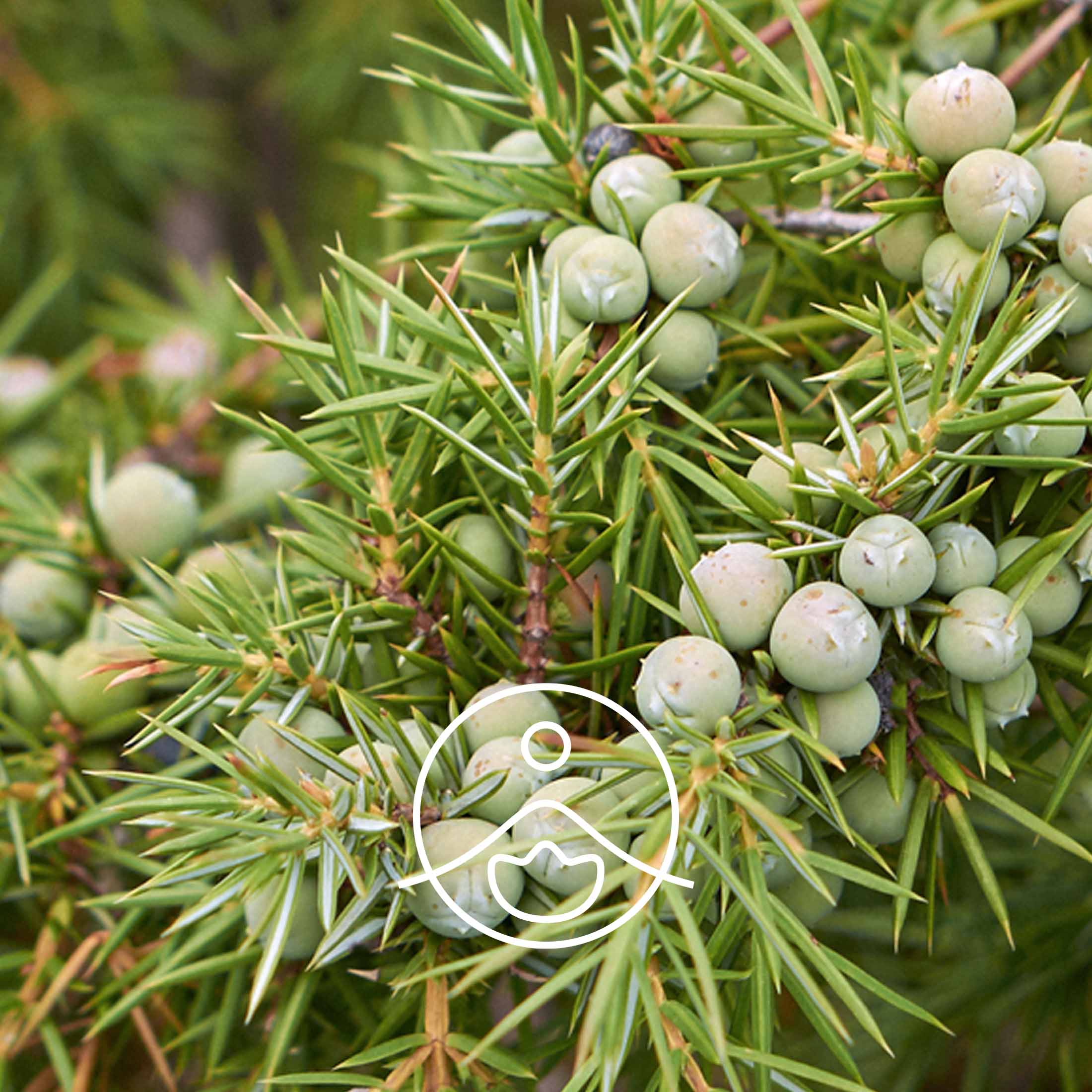 ジュニパーモンタナ・オーガニック【エッセンシャルオイル/精油】 - フロリハナ FLORIHANA - 【公式オンラインショップ】