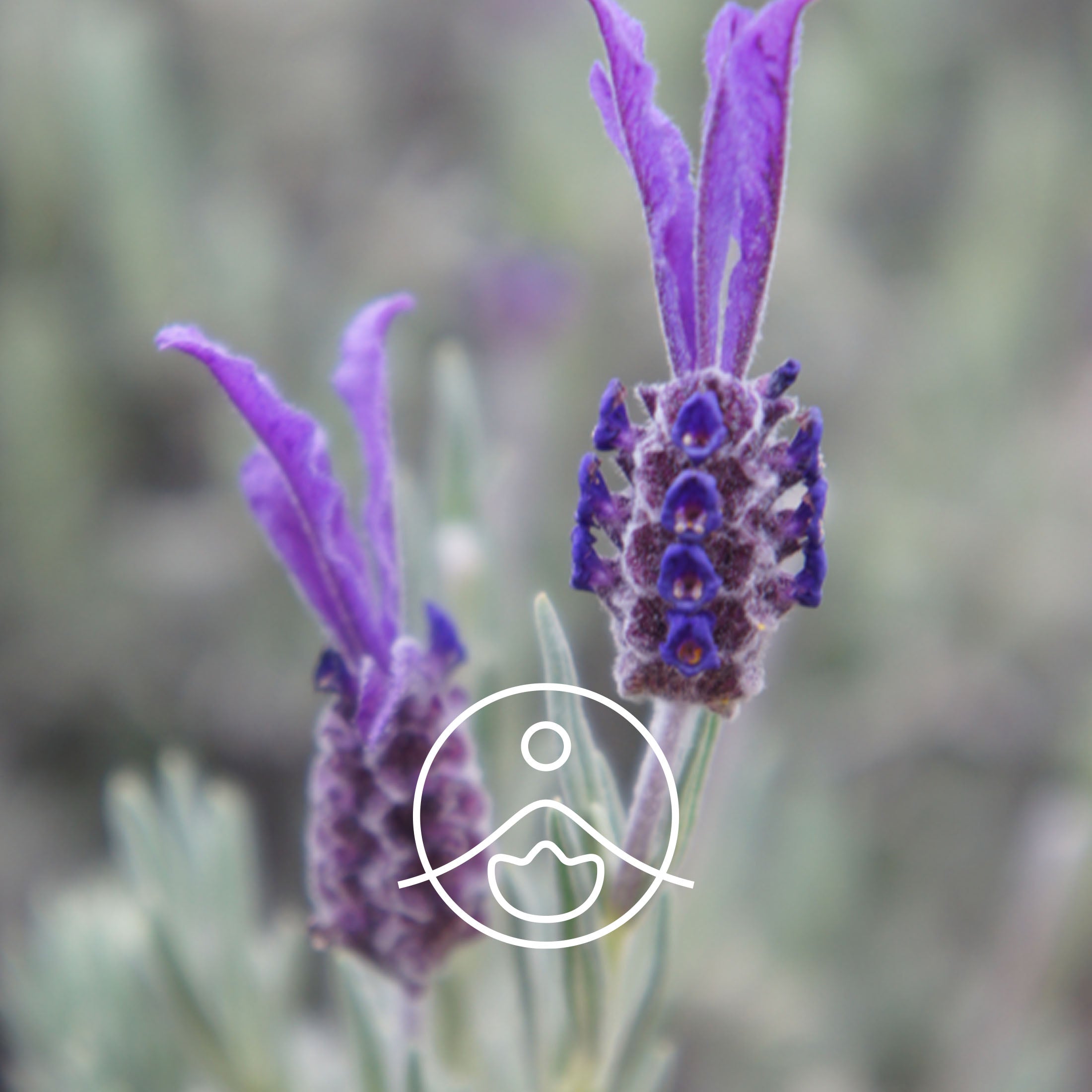 ストエカスラベンダー・オーガニック【エッセンシャルオイル/精油】 - フロリハナ FLORIHANA - 【公式オンラインショップ】