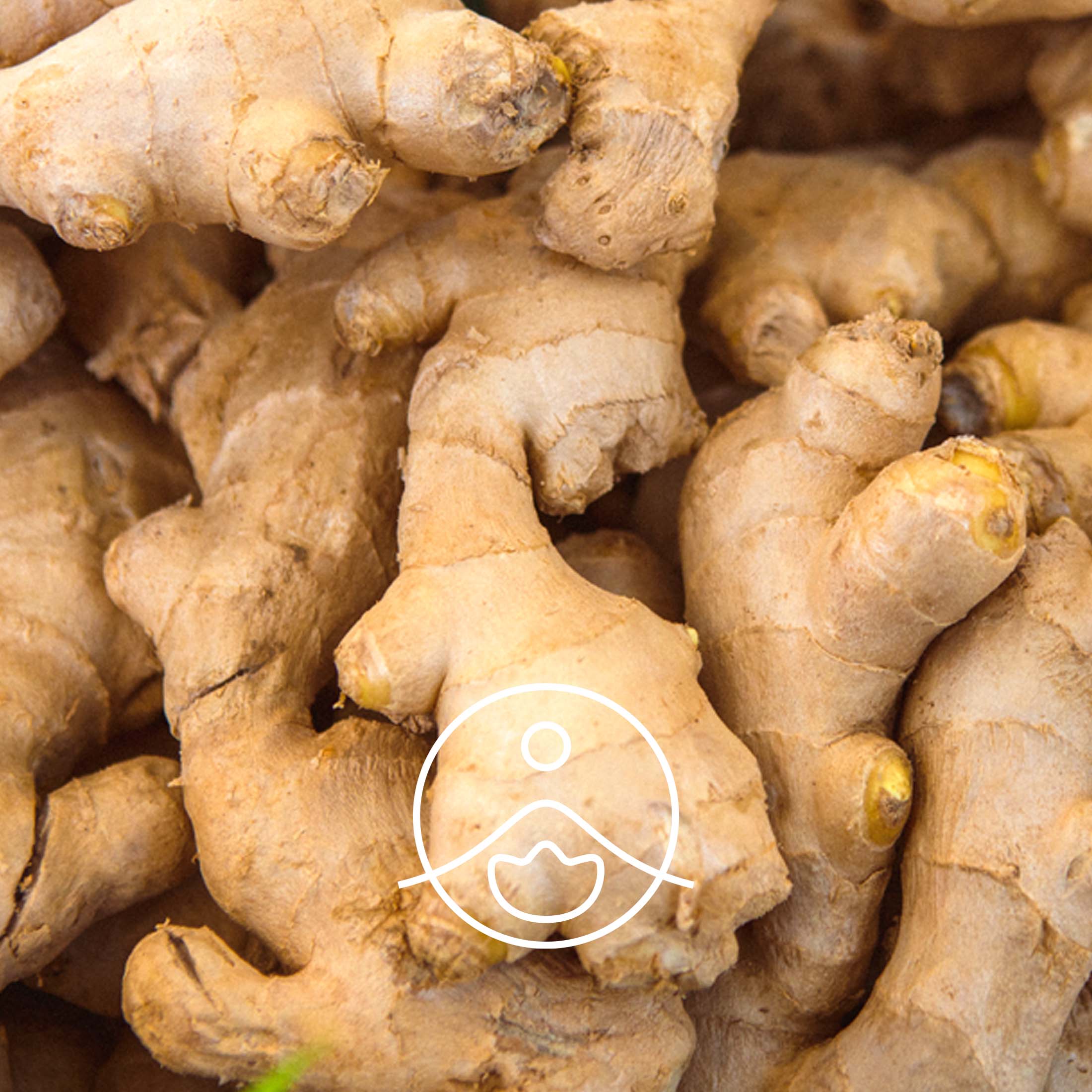 ジンジャー・オーガニック【エッセンシャルオイル/精油】 - フロリハナ FLORIHANA - 【公式オンラインショップ】