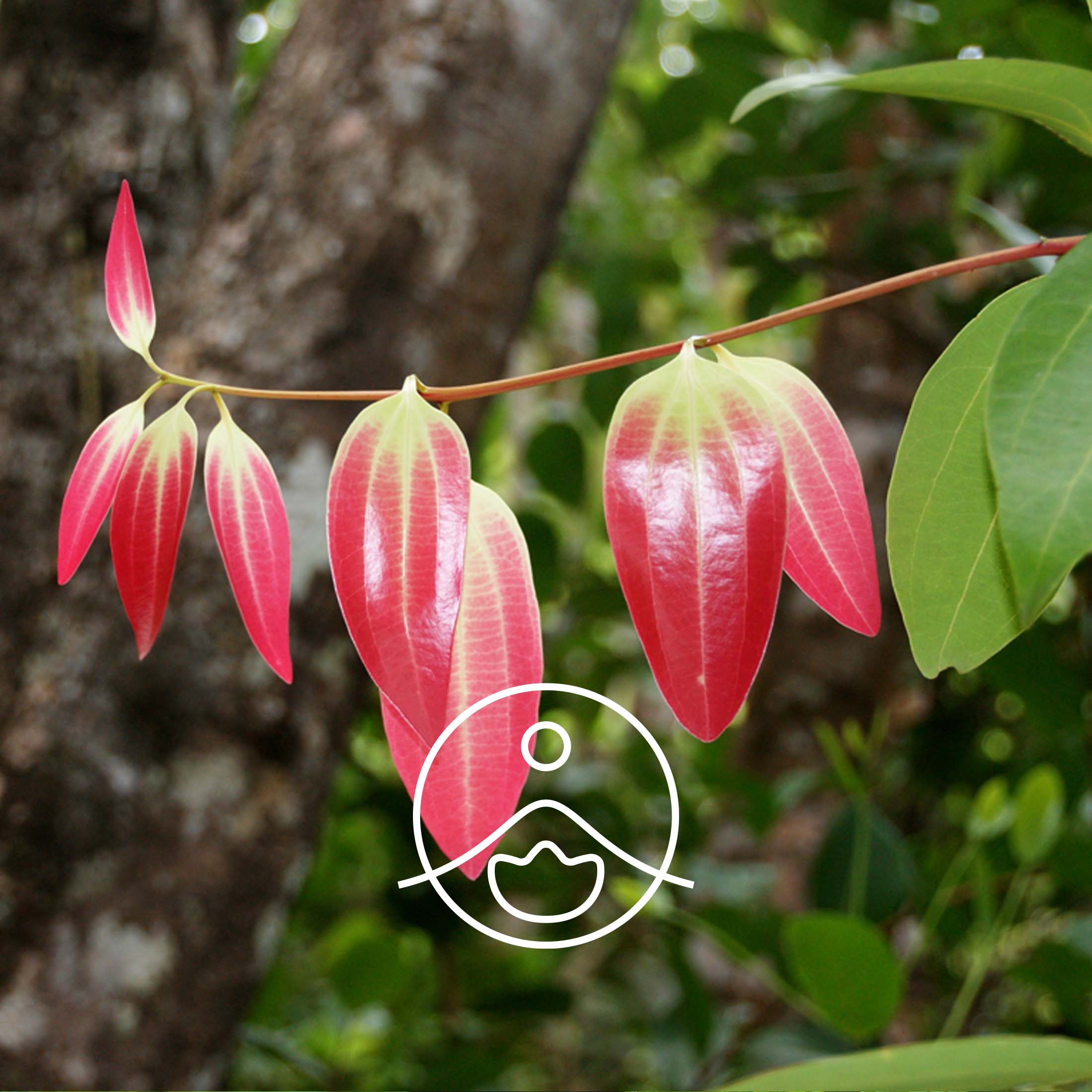 シナモンリーフ・オーガニック【エッセンシャルオイル/精油】 - フロリハナ FLORIHANA - 【公式オンラインショップ】