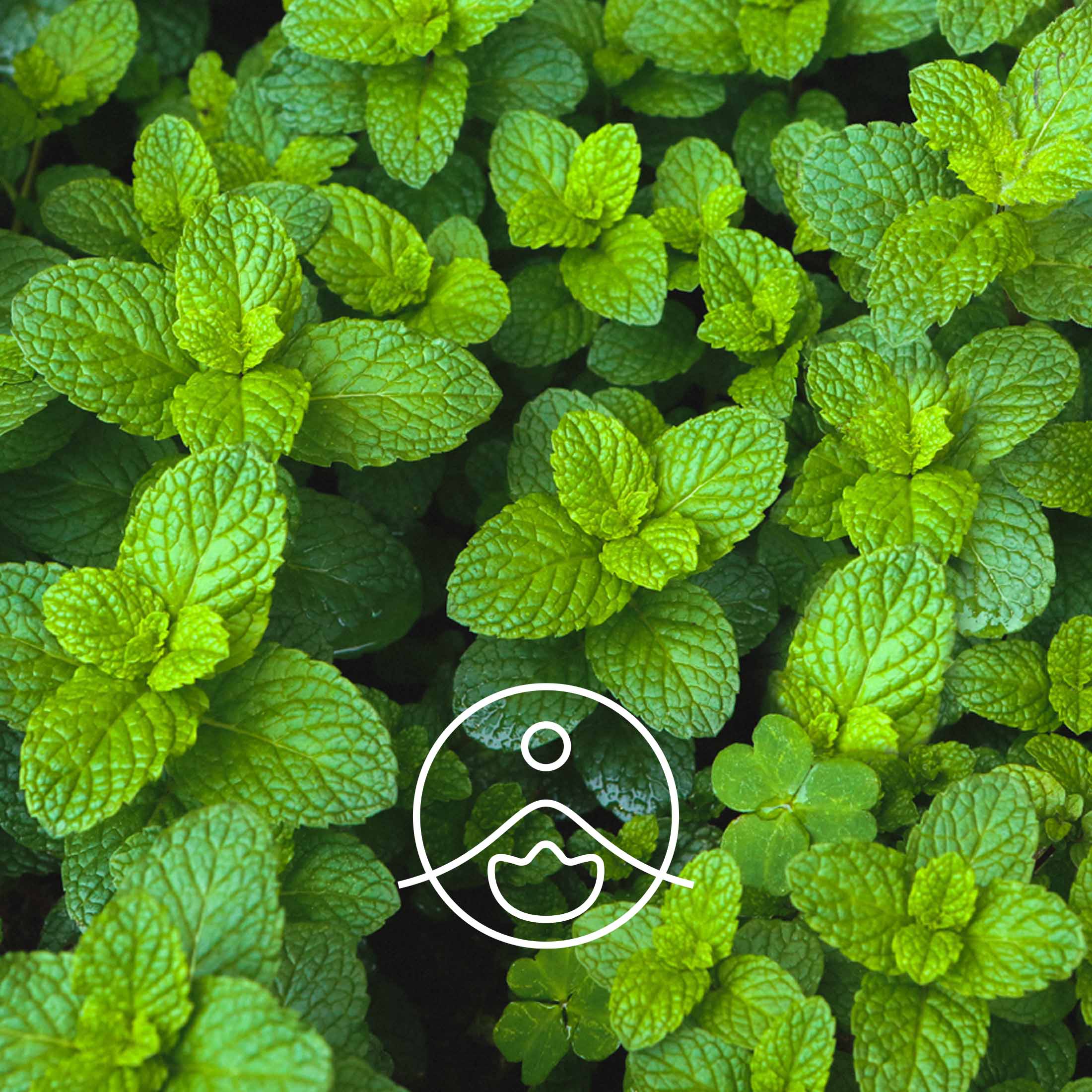 スペアミント・オーガニック【エッセンシャルオイル/精油】 - フロリハナ FLORIHANA - 【公式オンラインショップ】