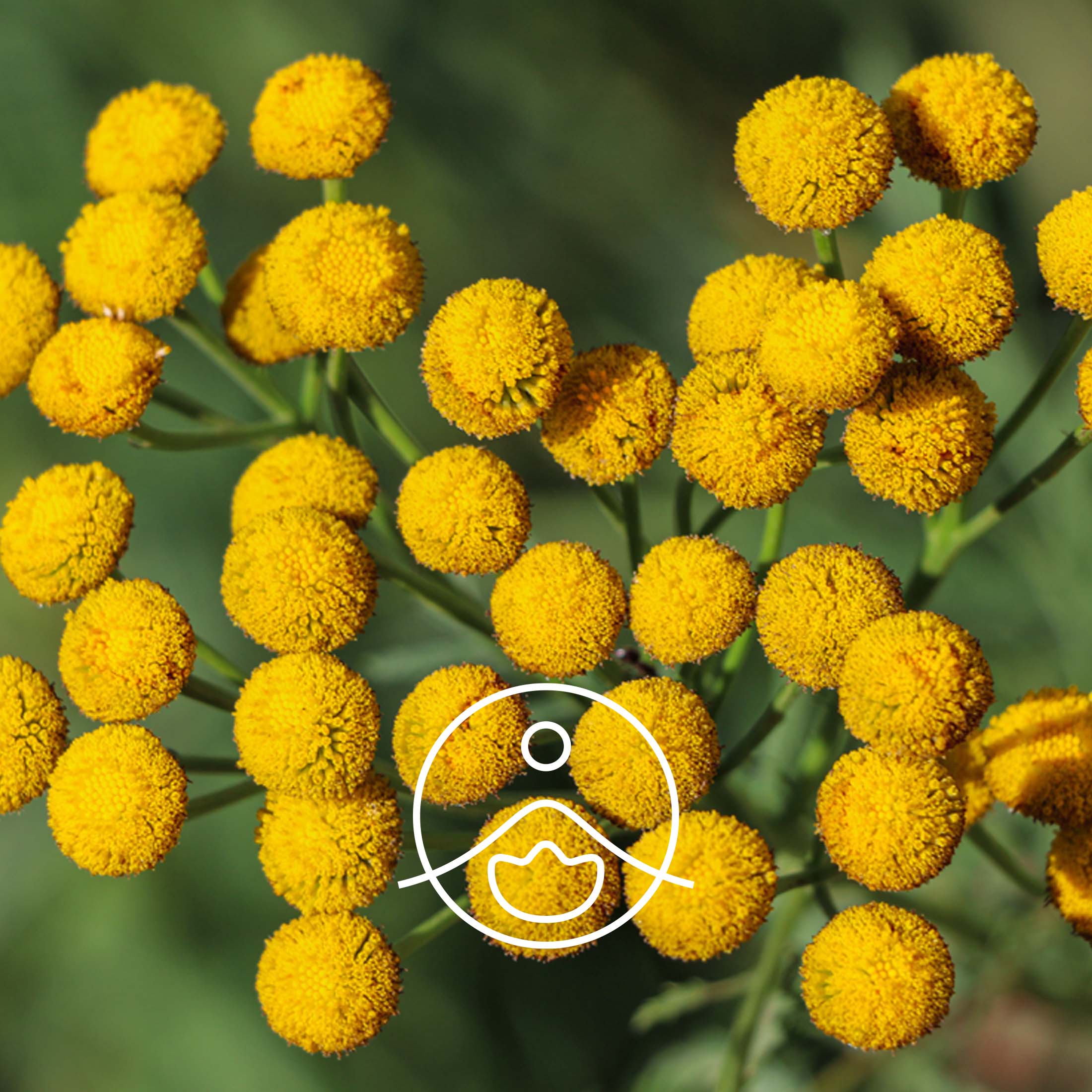 ブルータンジー・オーガニック【エッセンシャルオイル/精油】 - フロリハナ FLORIHANA - 【公式オンラインショップ】