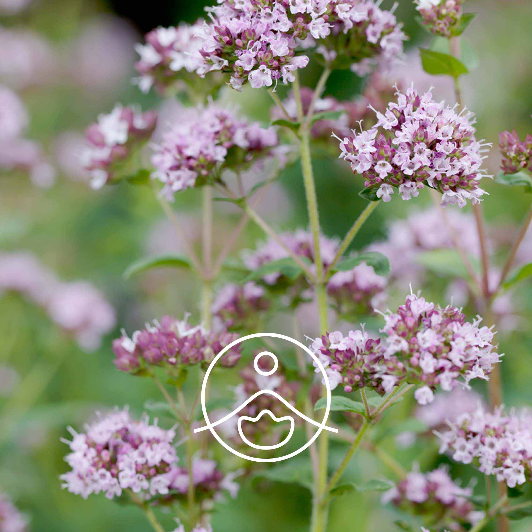 オレガノワイルド・オーガニック【エッセンシャルオイル/精油】 - フロリハナ FLORIHANA - 【公式オンラインショップ】