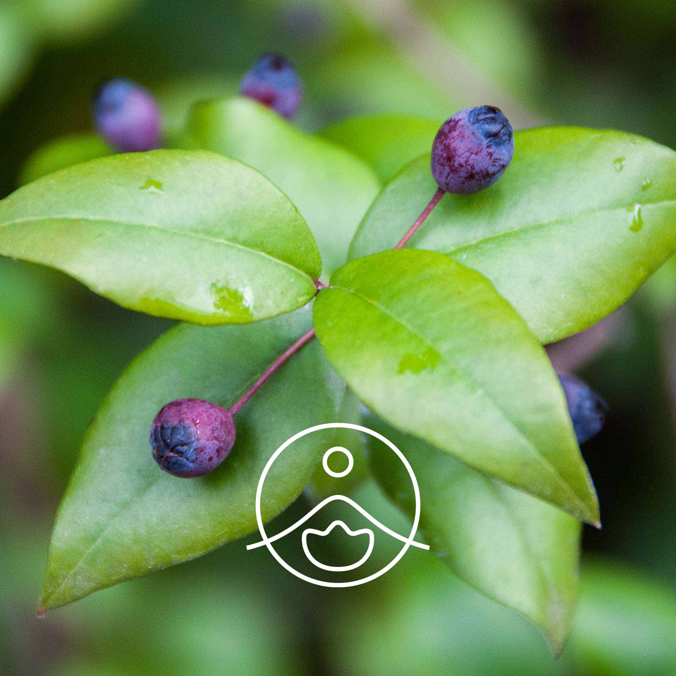 レッドマートル・オーガニック【エッセンシャルオイル/精油】 - フロリハナ FLORIHANA - 【公式オンラインショップ】