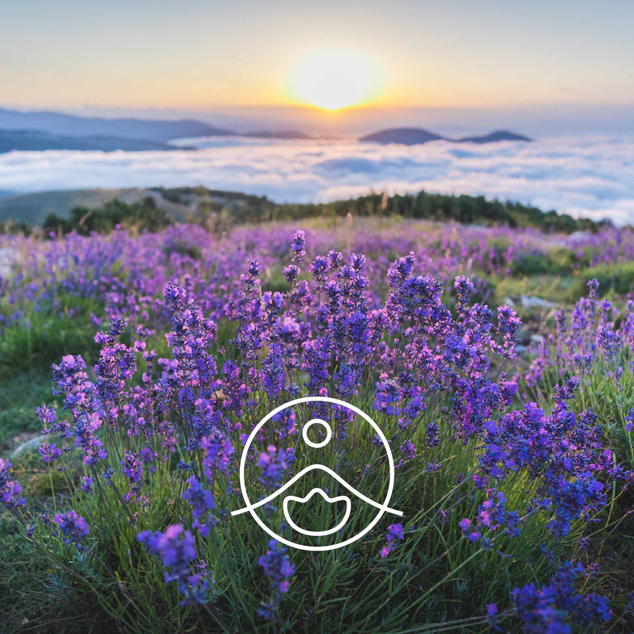 ラベンダーベラワイルド(野生種の真正ラベンダー)・オーガニック【エッセンシャルオイル/精油】 - フロリハナ FLORIHANA - 【公式オンラインショップ】