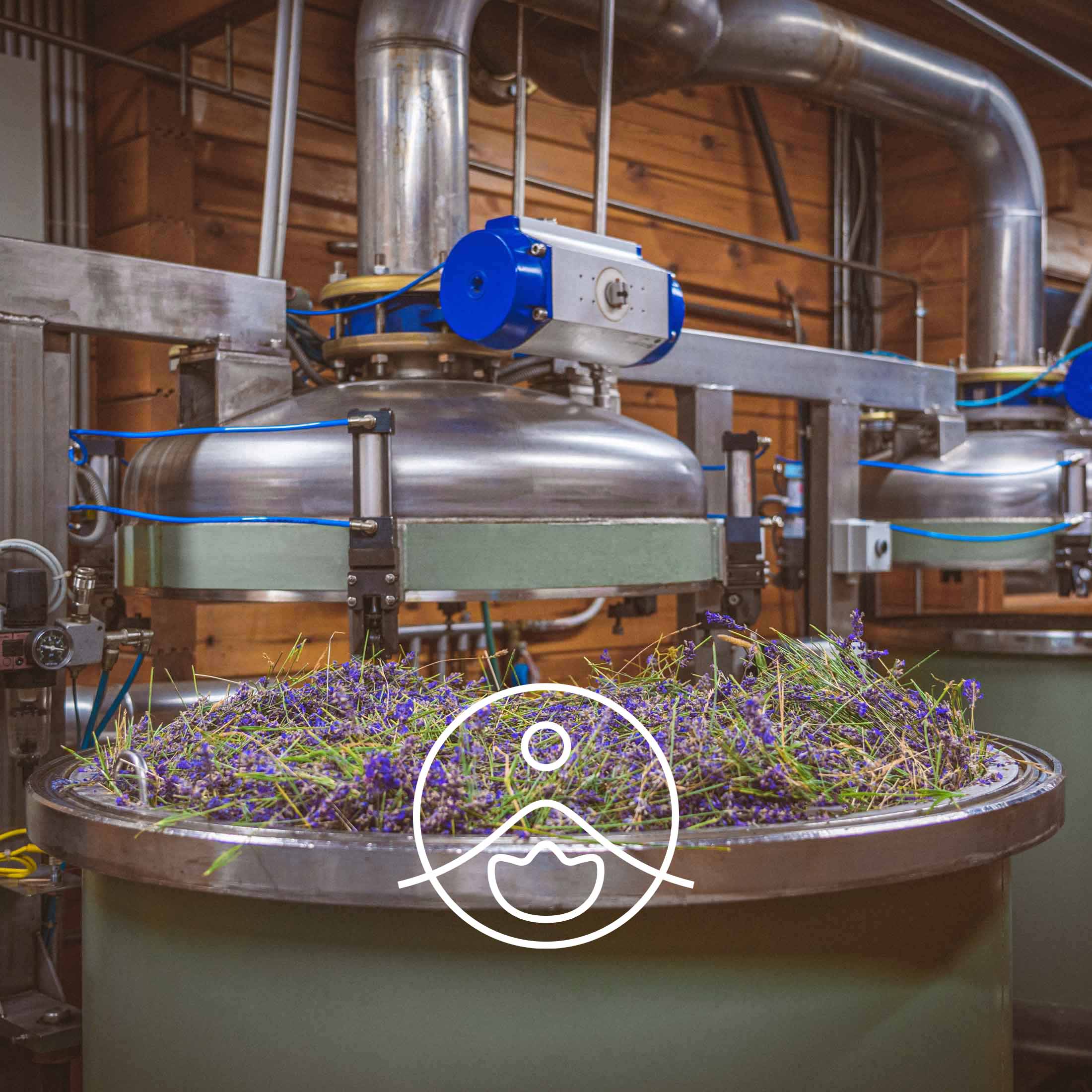 ラベンダーベラワイルド(野生種の真正ラベンダー)・オーガニック【エッセンシャルオイル/精油】 - フロリハナ FLORIHANA - 【公式オンラインショップ】