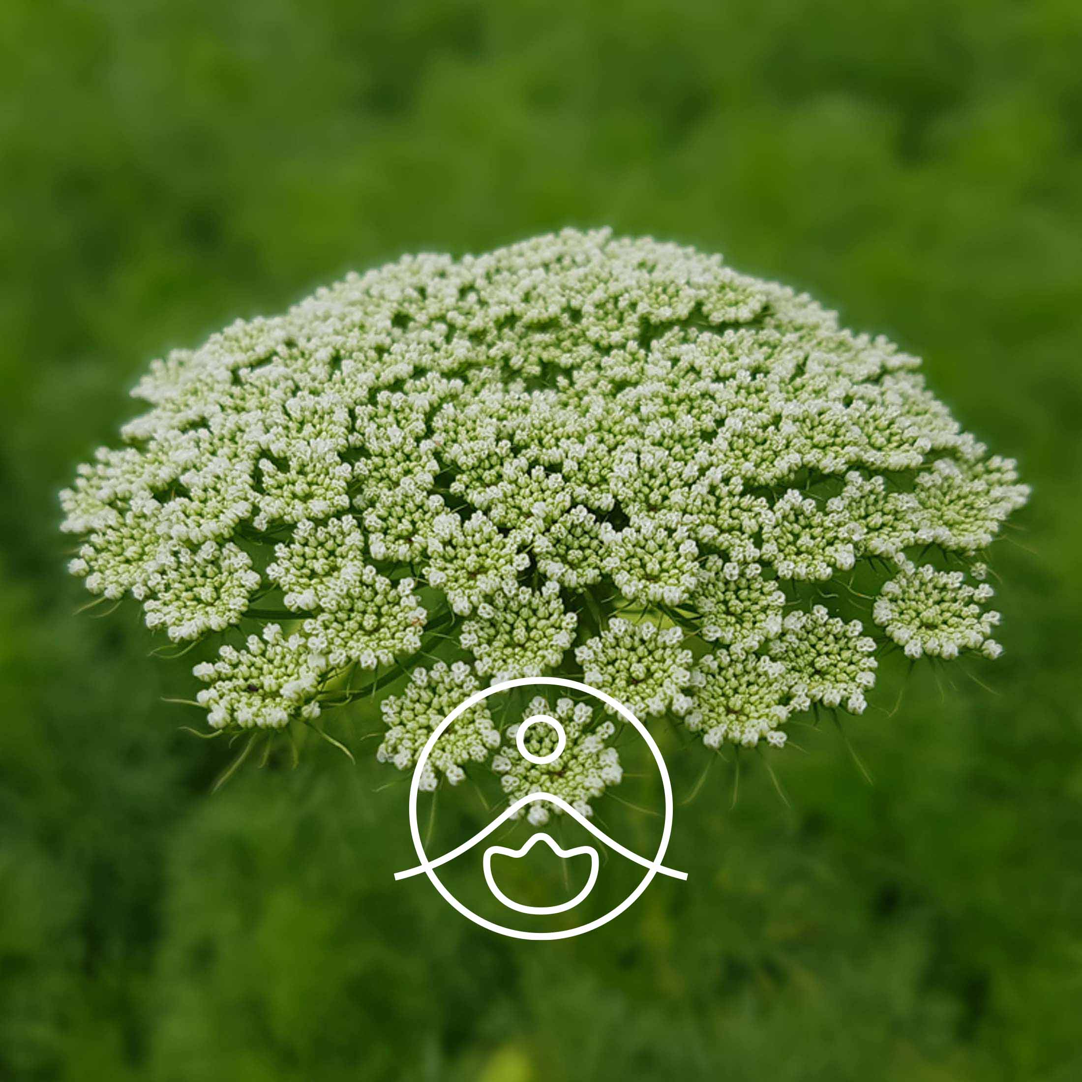 ケーラ・オーガニック【エッセンシャルオイル/精油】 - フロリハナ FLORIHANA - 【公式オンラインショップ】