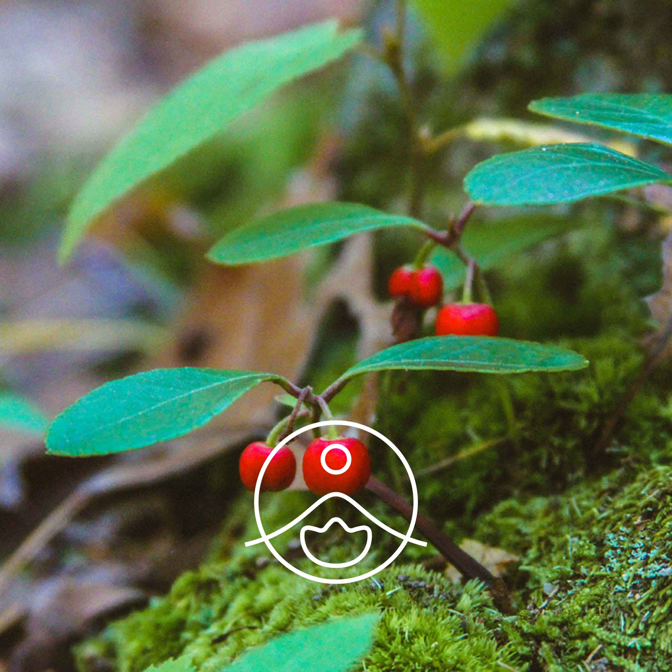 ウインターグリーン・オーガニック【エッセンシャルオイル/精油】 - フロリハナ FLORIHANA - 【公式オンラインショップ】