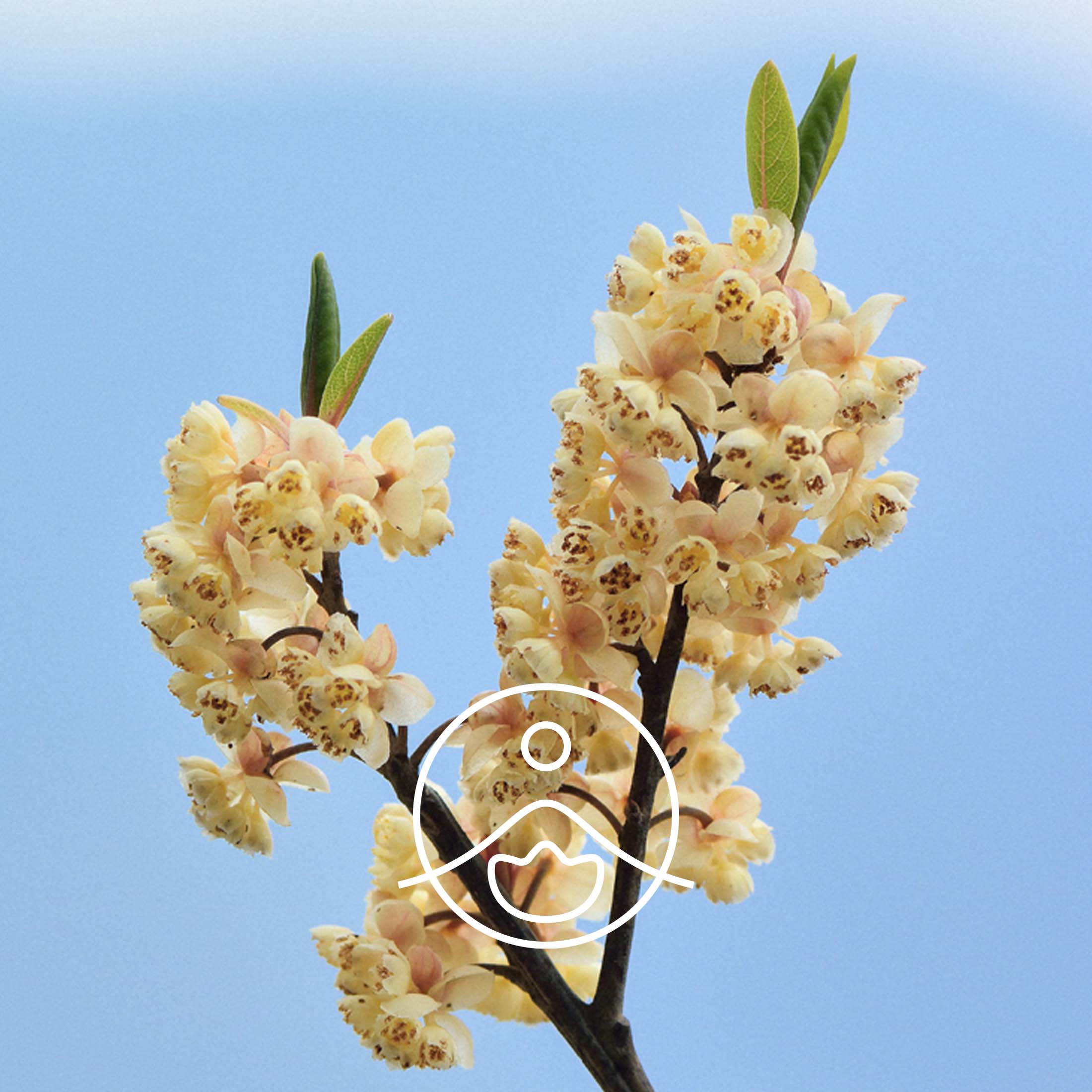 リツエアクベバ・オーガニック【エッセンシャルオイル/精油】 - フロリハナ FLORIHANA - 【公式オンラインショップ】