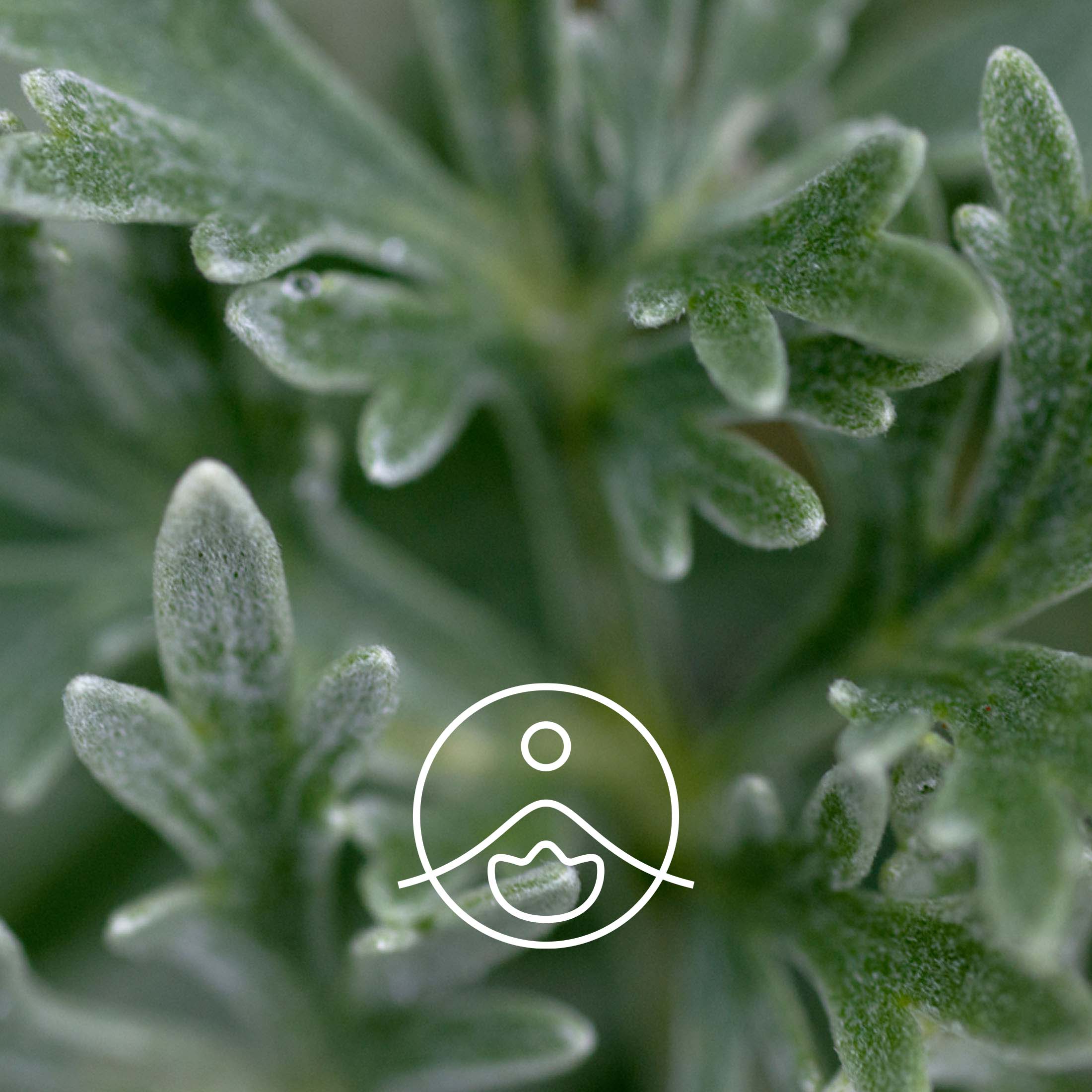 マグワート・オーガニック【エッセンシャルオイル/精油】 - フロリハナ FLORIHANA - 【公式オンラインショップ】