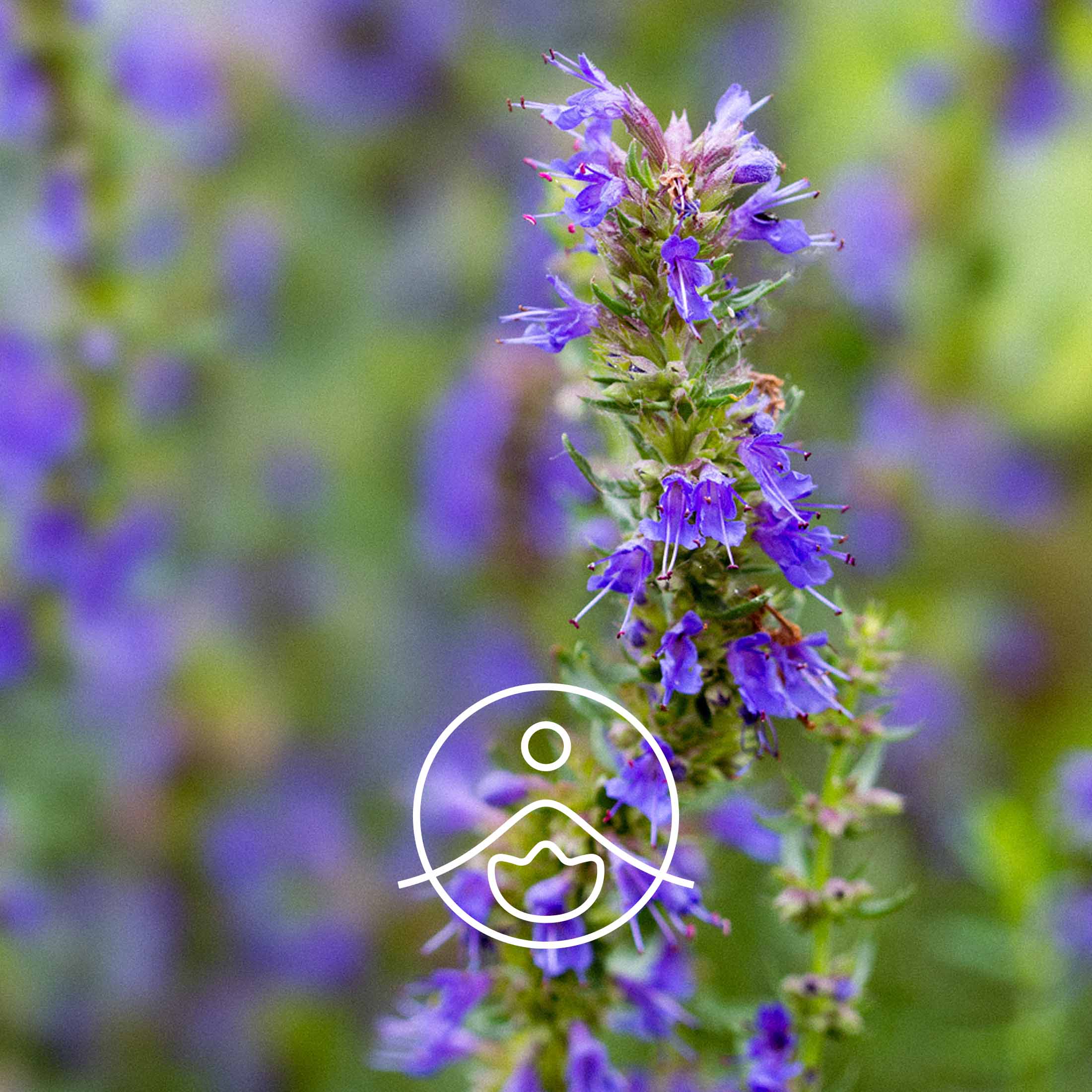 ヒソップ1,8-シネオール・オーガニック【エッセンシャルオイル/精油】 - フロリハナ FLORIHANA - 【公式オンラインショップ】