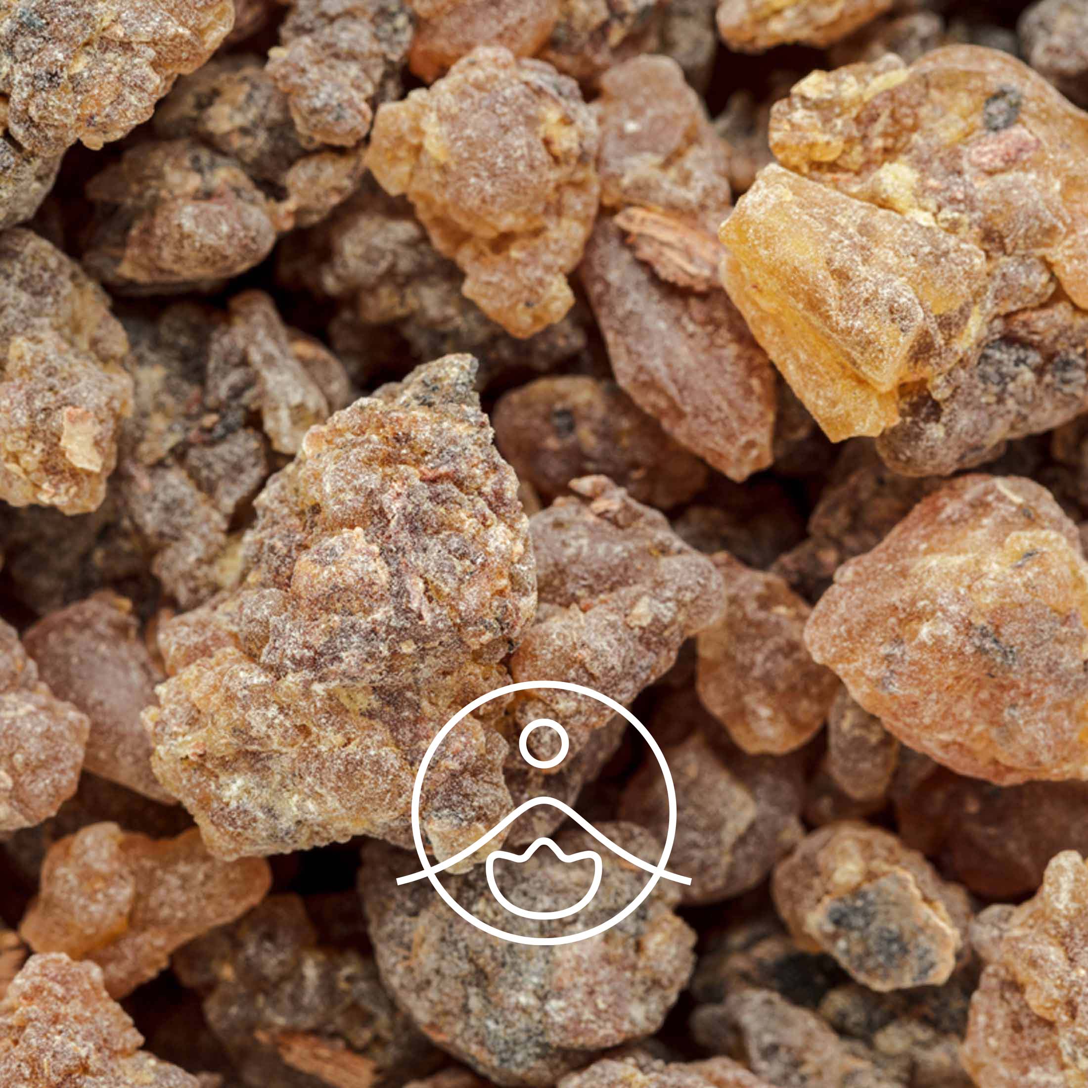 ベンゾイン・オーガニック【エッセンシャルオイル/精油】 - フロリハナ FLORIHANA - 【公式オンラインショップ】