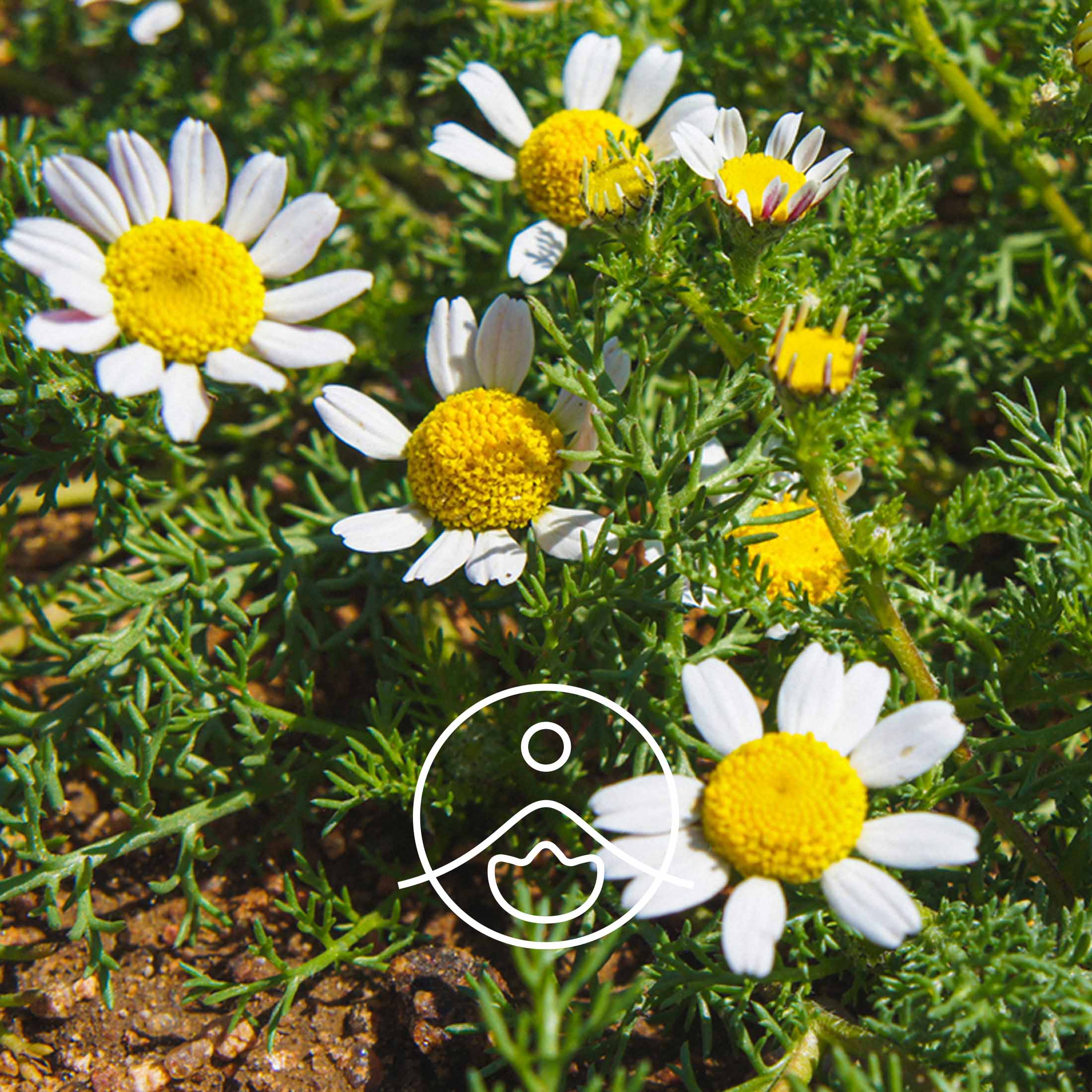 ローマンカモミール・オーガニック【フローラルウォーター/芳香蒸留水】 - フロリハナ FLORIHANA - 【公式オンラインショップ】