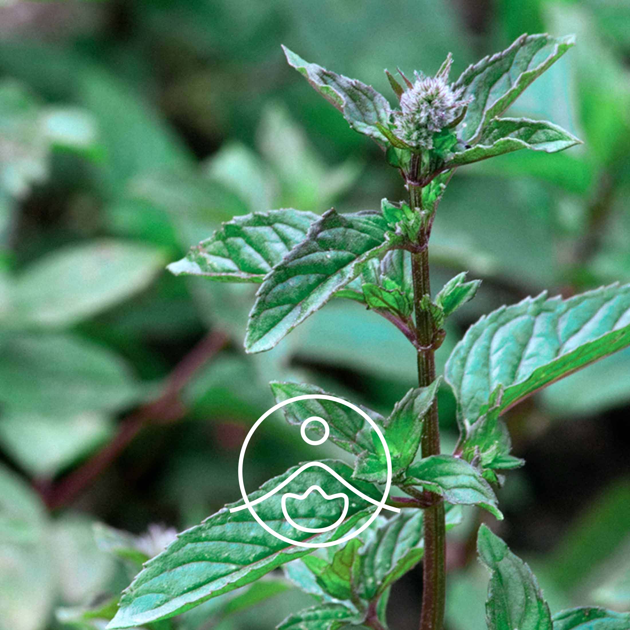 ペパーミント・オーガニック【フローラルウォーター/芳香蒸留水】 - フロリハナ FLORIHANA - 【公式オンラインショップ】