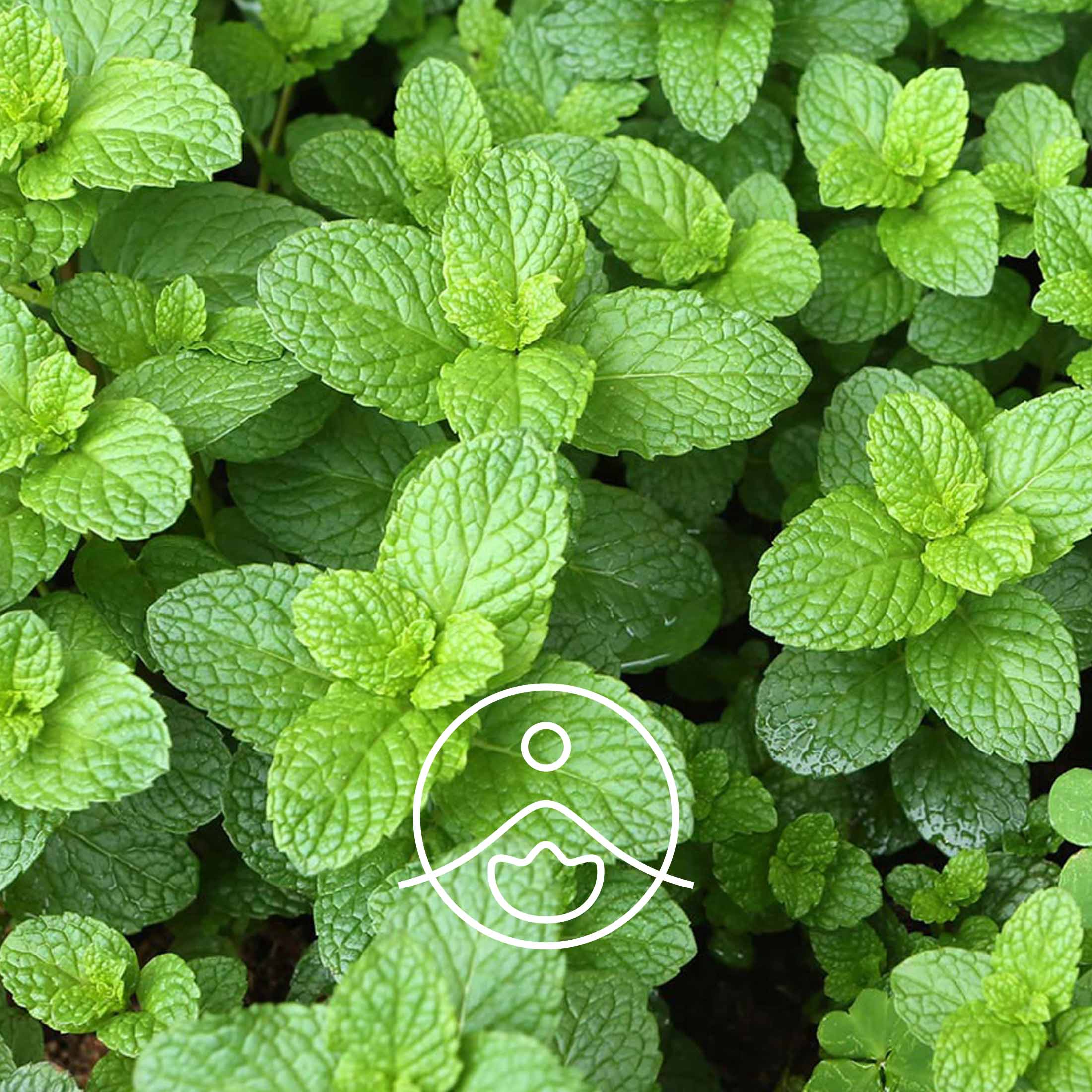 スペアミント・オーガニック【フローラルウォーター/芳香蒸留水】 - フロリハナ FLORIHANA - 【公式オンラインショップ】