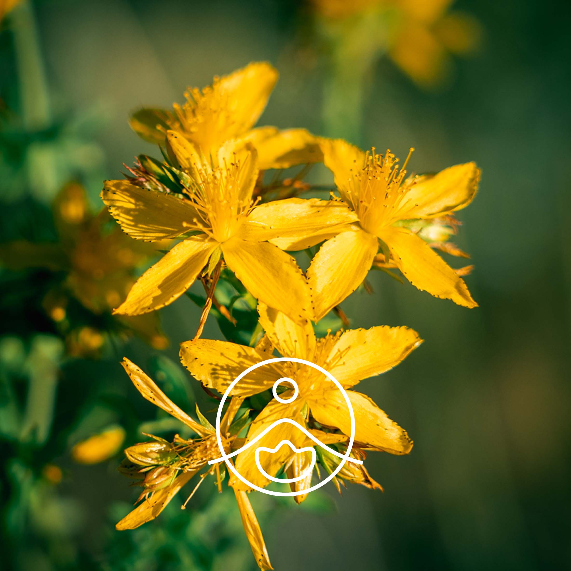 セントジョーンズワート・オーガニック【フローラルウォーター/芳香蒸留水】 - フロリハナ FLORIHANA - 【公式オンラインショップ】